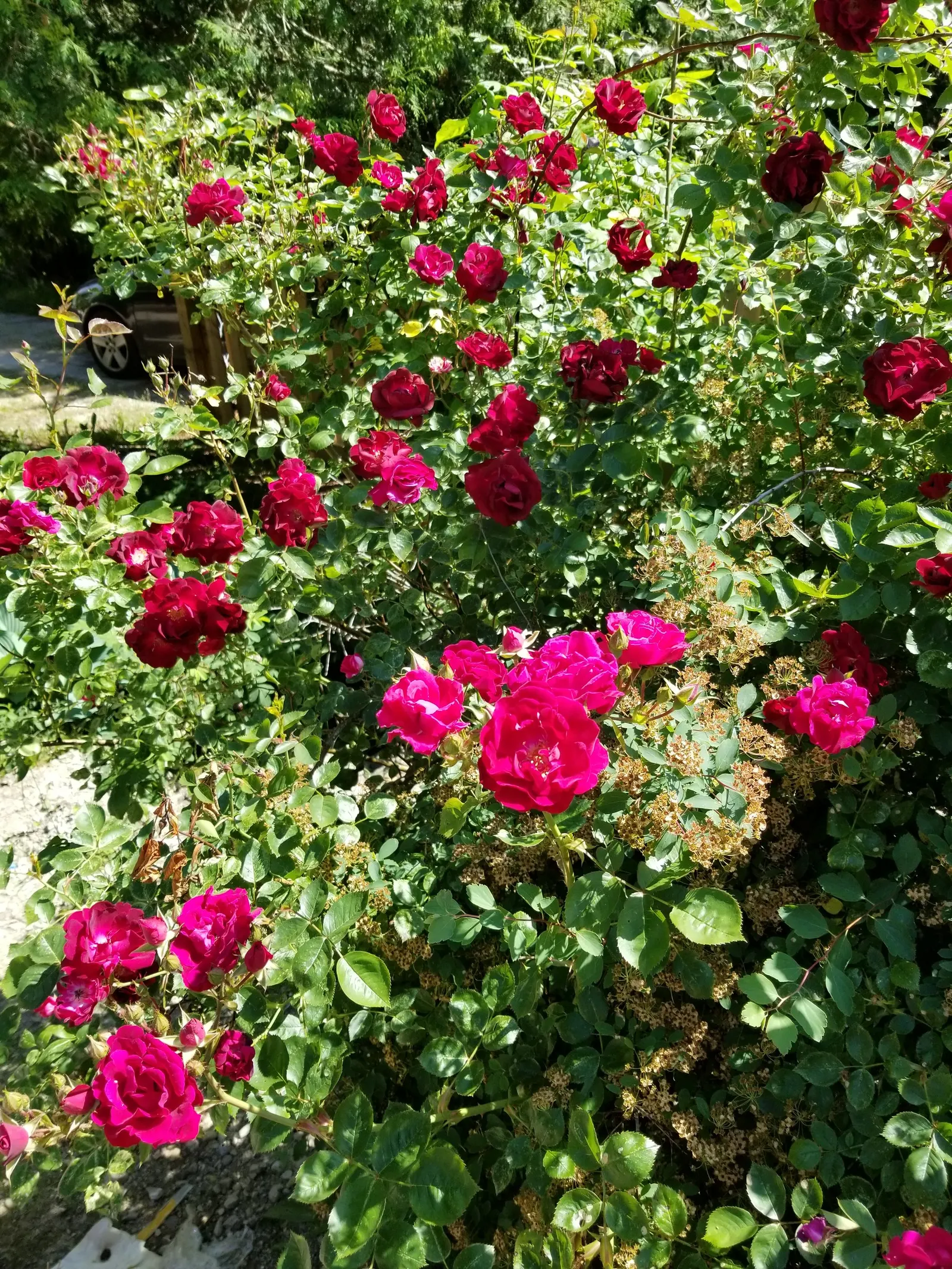 Pink Peace Hybrid Tea (Rosa 'Pink Peace') — Rosa 'Pink Peace' reaches an average height of 3 to 5 feet with an approximate spread of 2 to 3 feet