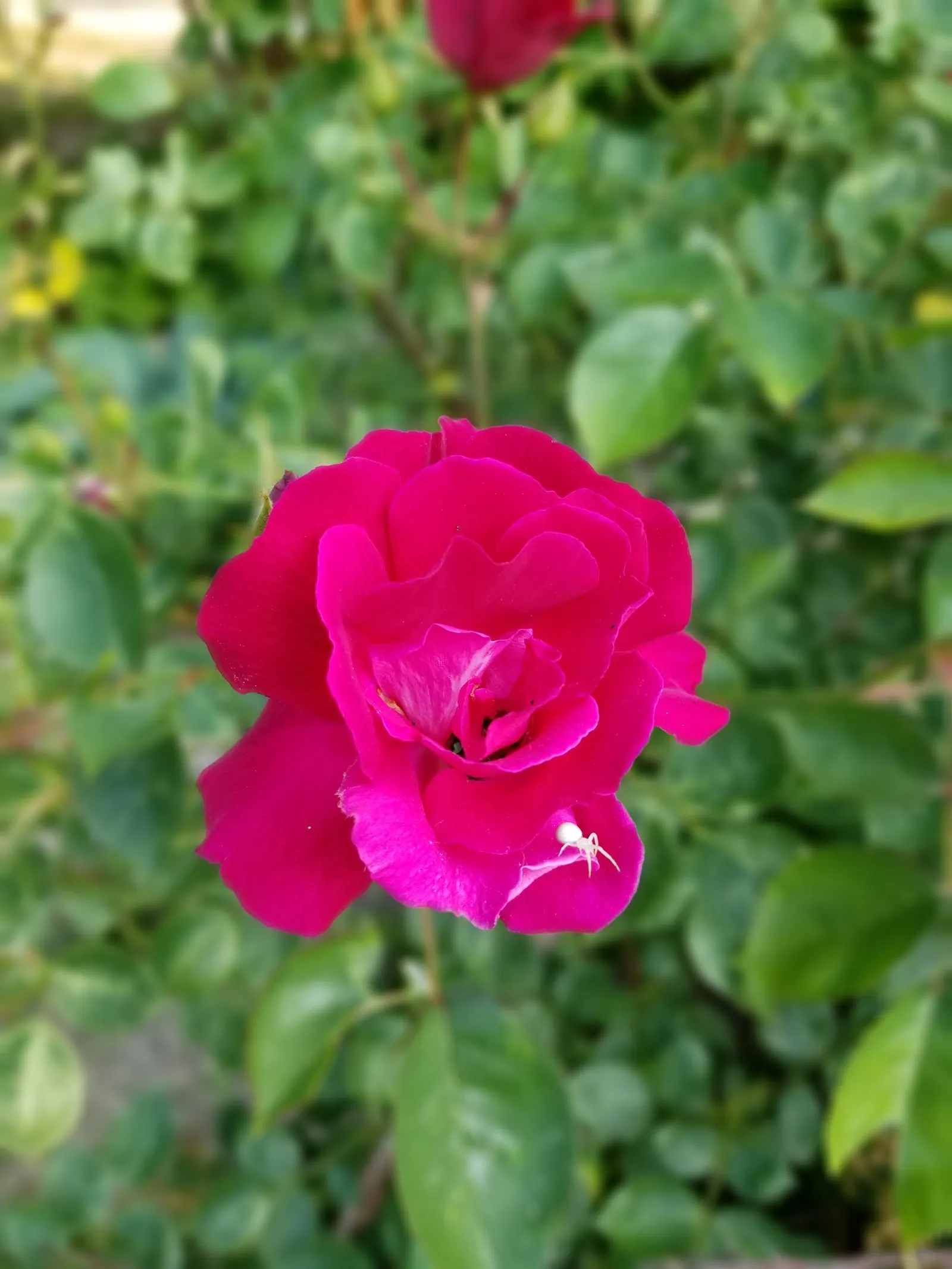 Pink Peace Hybrid Tea (Rosa 'Pink Peace') — it thrives in well-drained soil with full sun exposure; celebrated for its hardiness and exquisite flowers