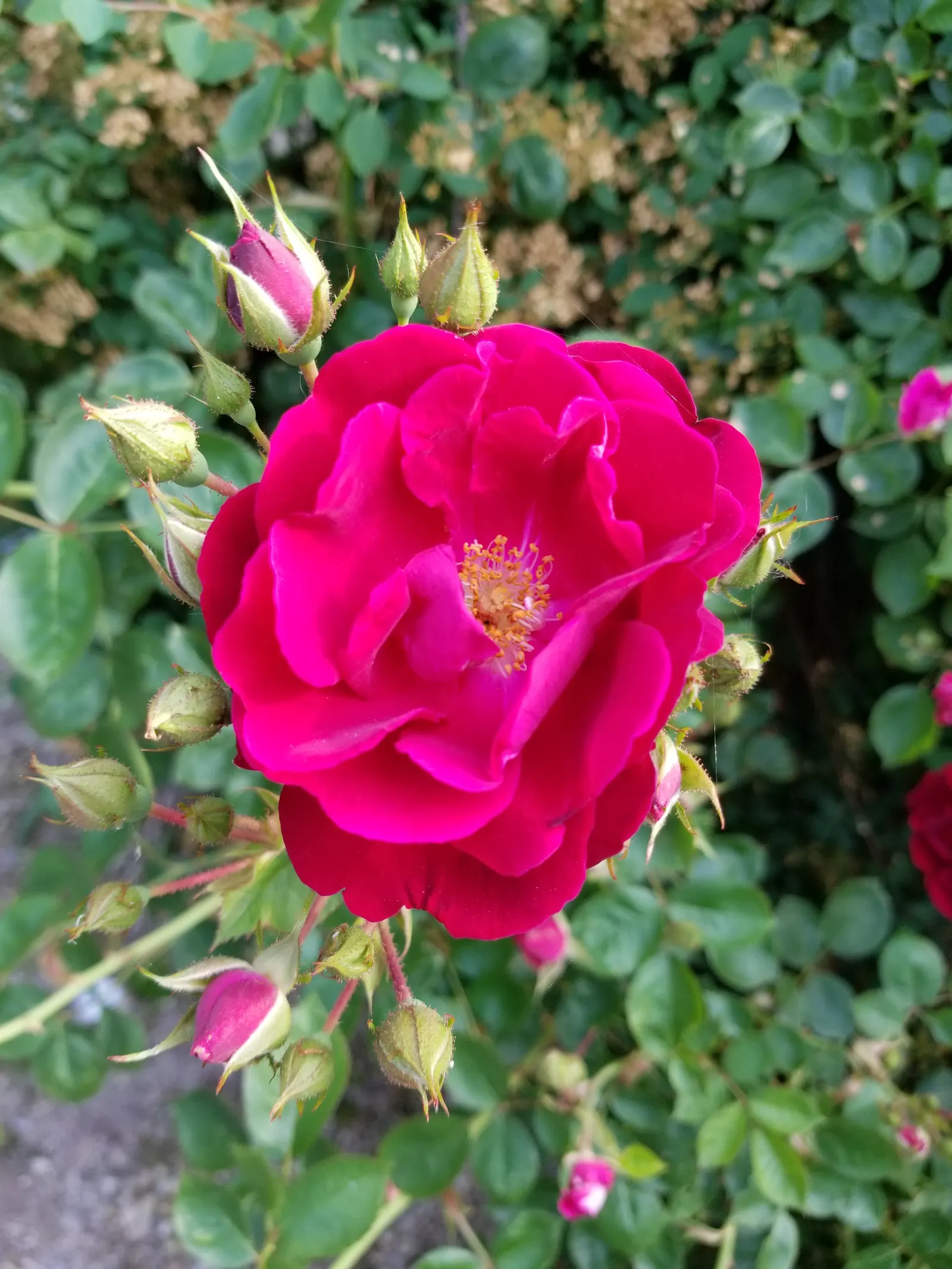 Pink Peace Hybrid Tea (Rosa 'Pink Peace') — and can be incorporated into borders or used as a privacy screen when planted en masse