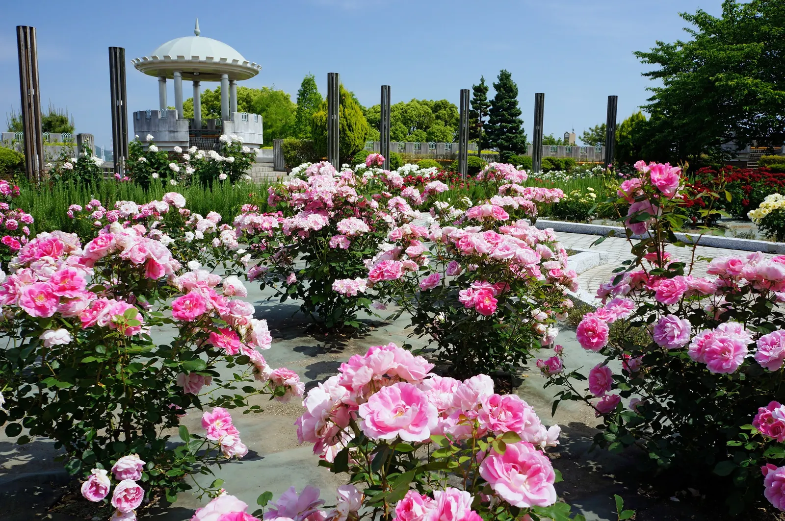 Pink Peace Hybrid Tea (Rosa 'Pink Peace') — Each flower unfolds a delicate array of pink hues; demanding respectful spacing in the landscape design to ensure