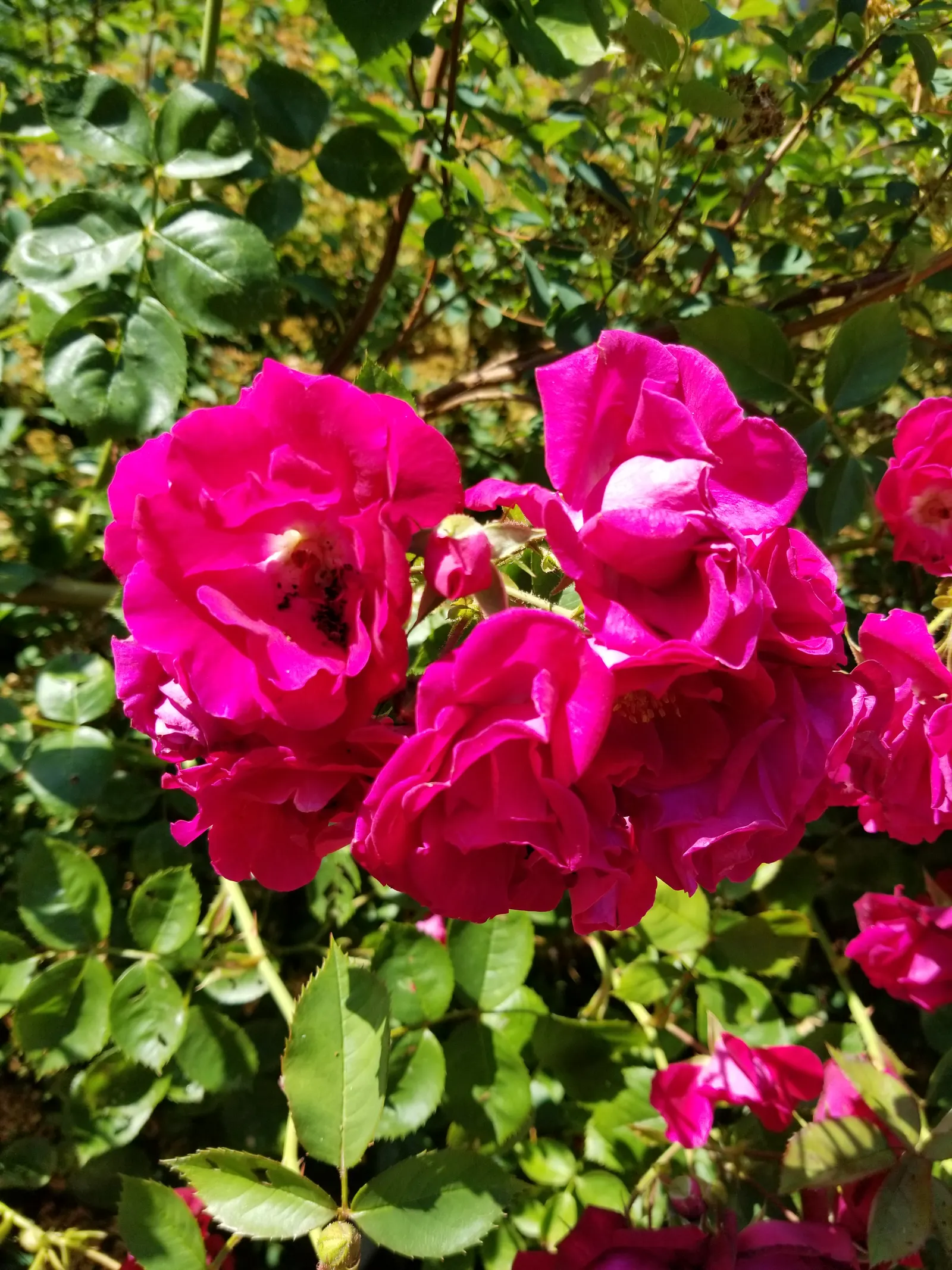 Pink Peace Hybrid Tea (Rosa 'Pink Peace') — demanding respectful spacing in the landscape design to ensure adequate air circulation