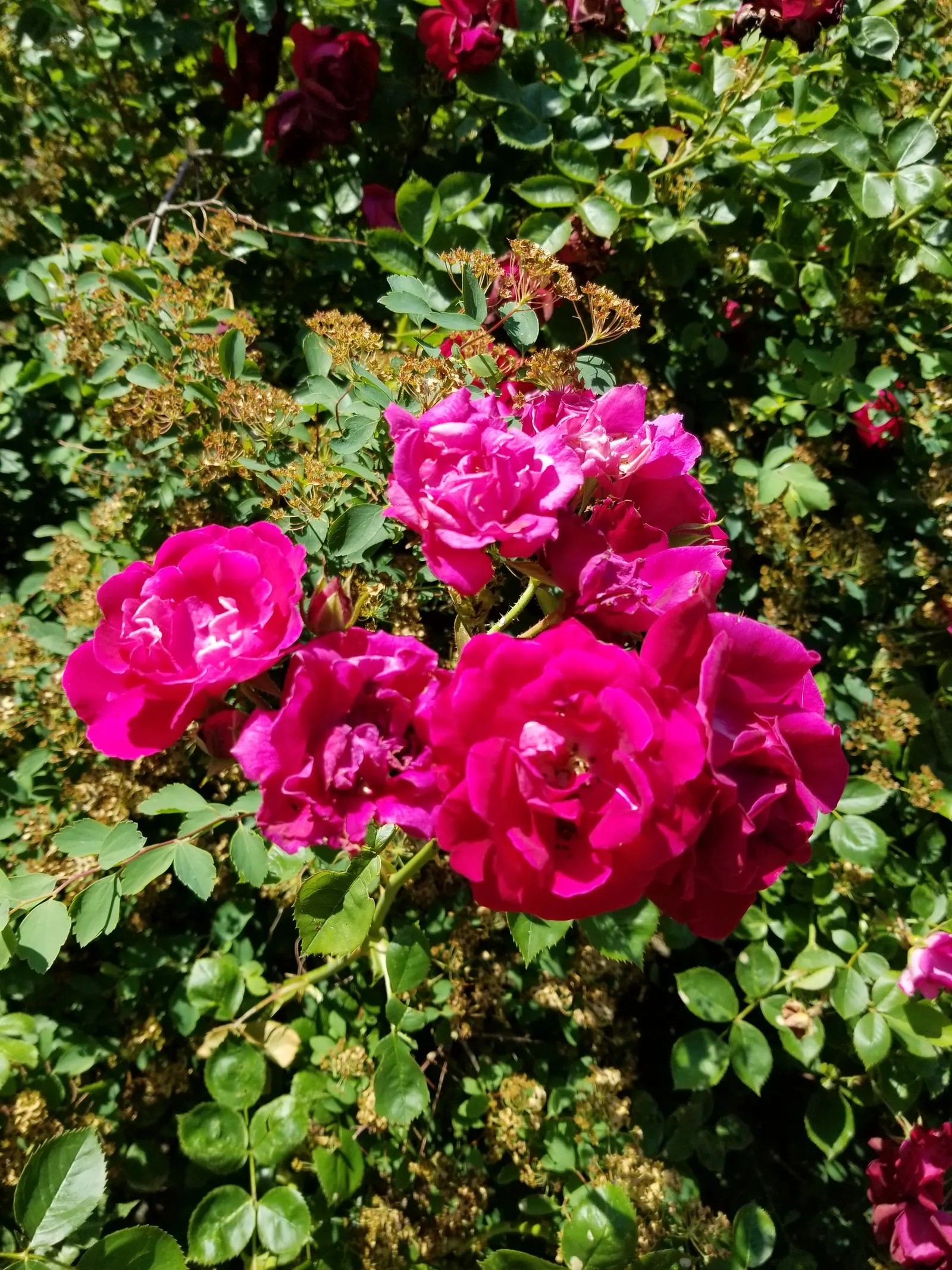 Pink Peace Hybrid Tea (Rosa 'Pink Peace') — Robust and repeat-flowering from late spring until frost