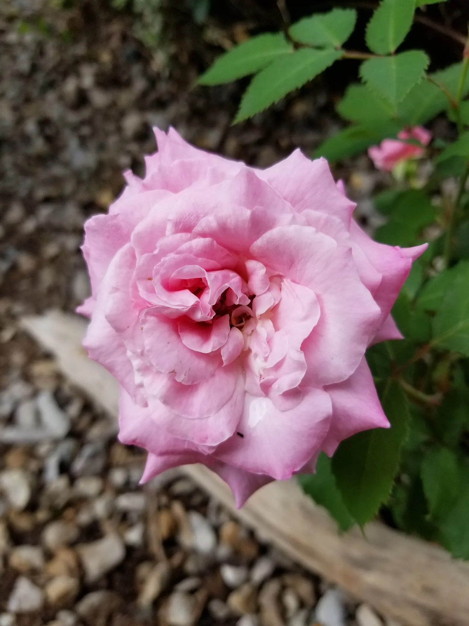 Pink Peace Hybrid Tea (Rosa 'Pink Peace') — edged with a subtle silver on the petal undersides.<br><br>Flowering repeatedly from late spring to, image 35