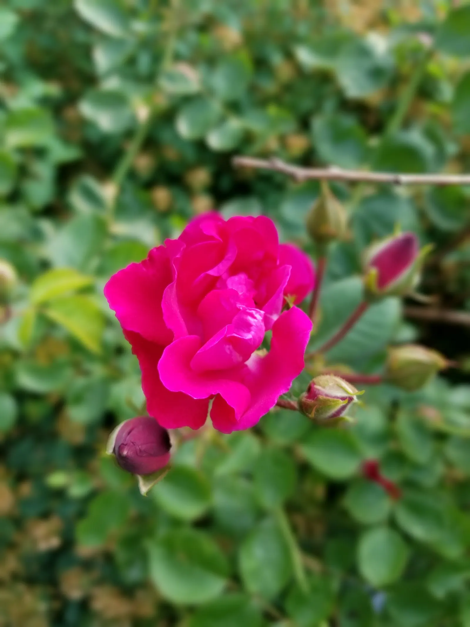 Pink Peace Hybrid Tea (Rosa 'Pink Peace') — stands as a timeless selection for a classic garden landscape with its elegant blooms and alluring fragrance