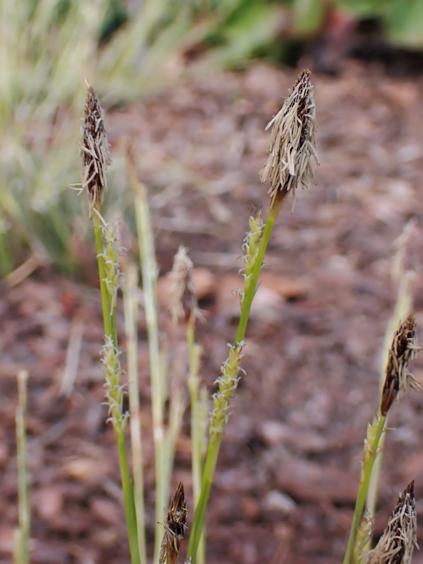 Miniature Variegated Sedge (Carex Conica 'Snowline') — features elegant green foliage with striking creamy-white margins