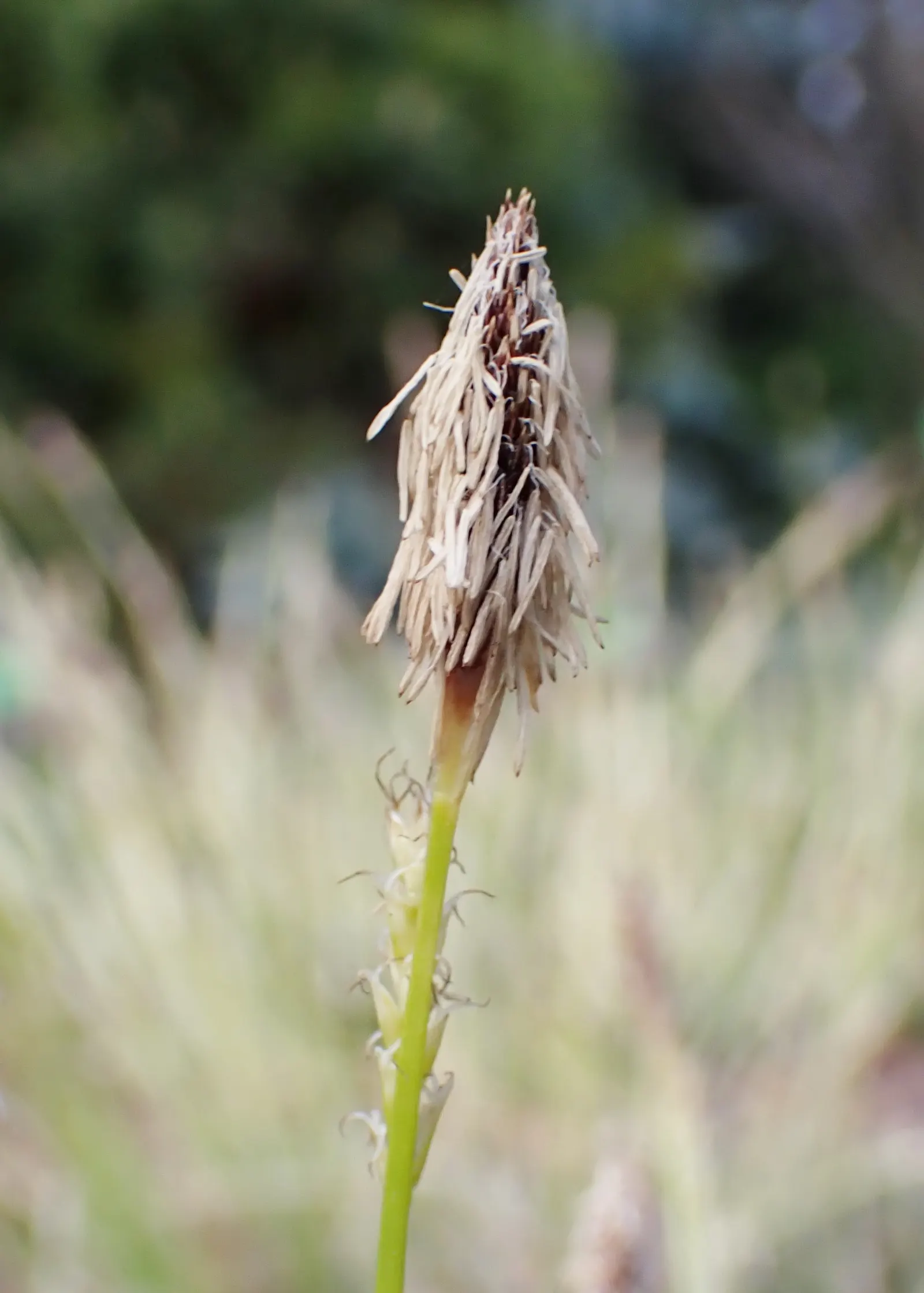 Miniature Variegated Sedge (Carex Conica 'Snowline') — a captivating dwarf sedge