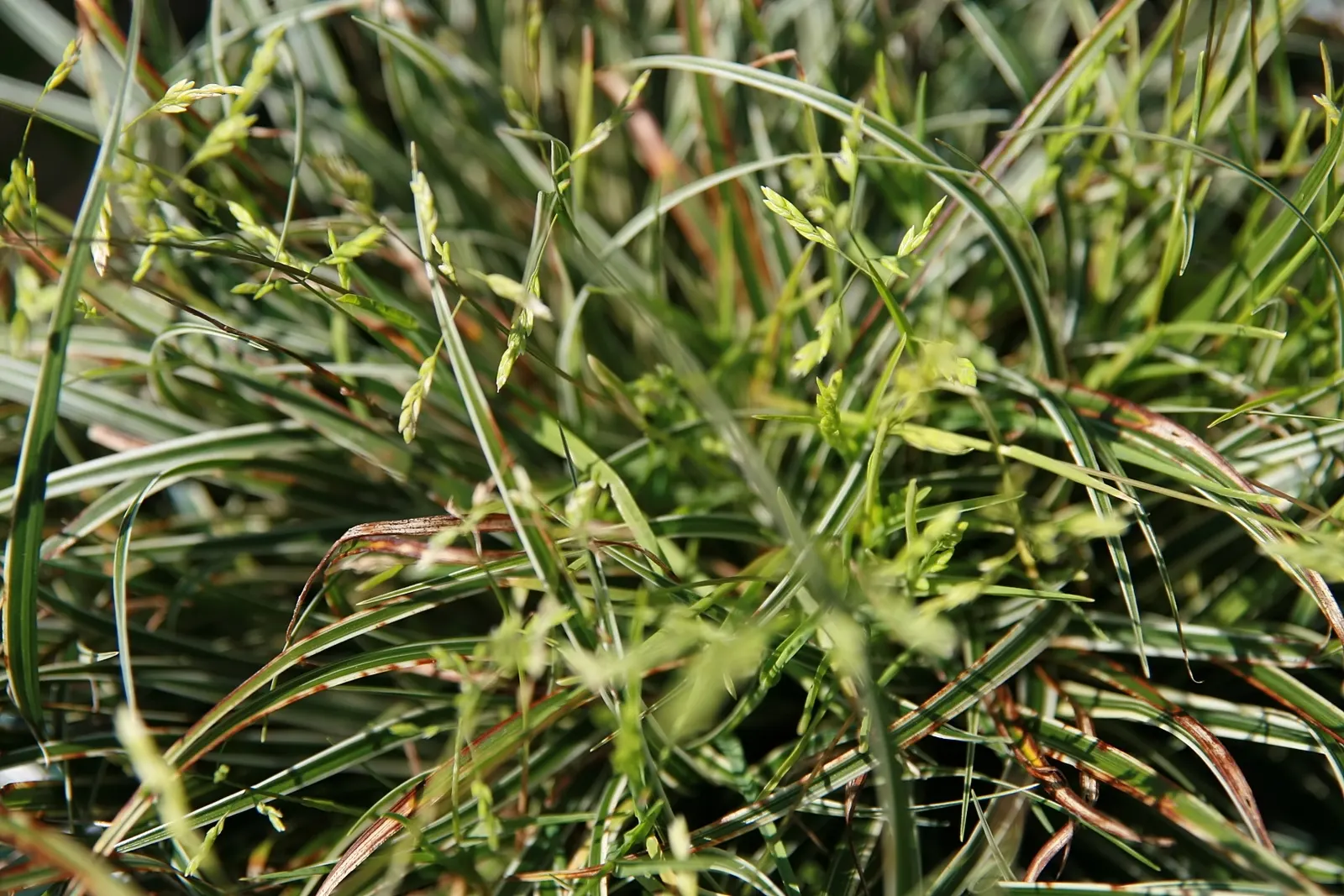 Miniature Variegated Sedge (Carex Conica 'Snowline') — This clumping perennial thrives in partial to full shade and well-drained soil