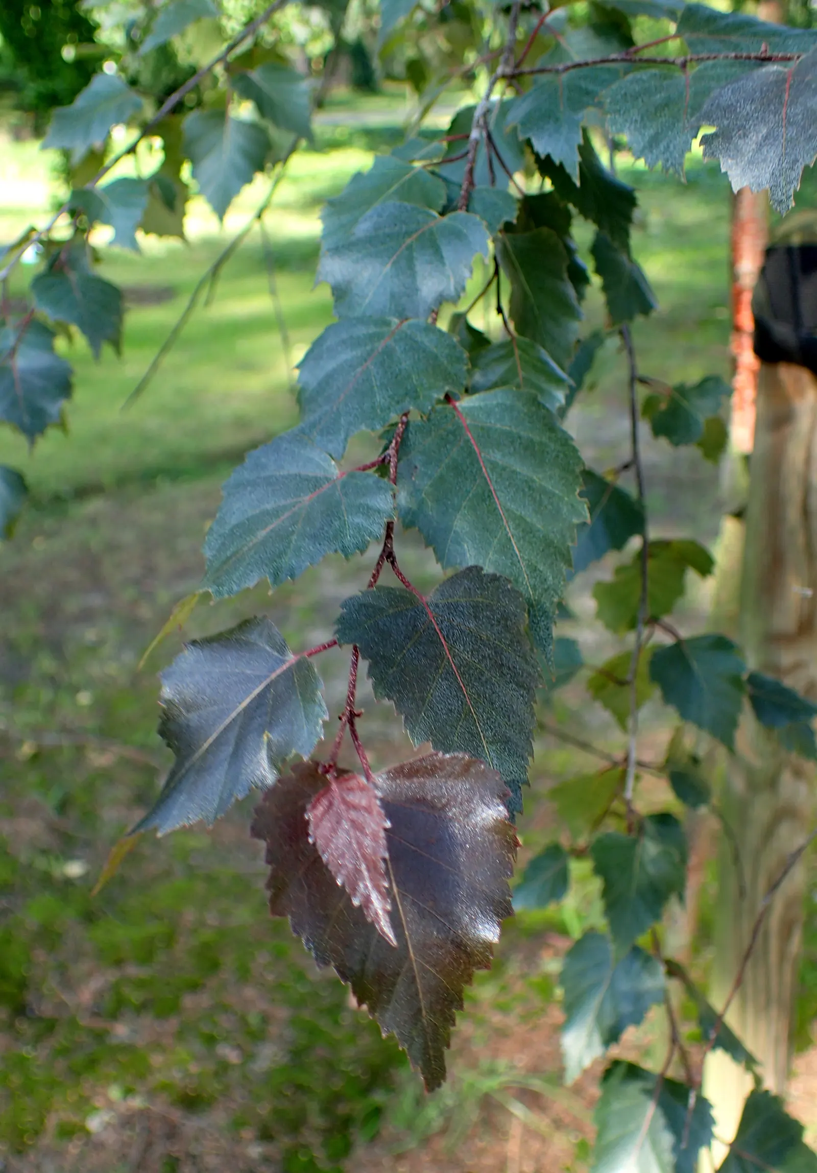 Purple-Leaf European Birch (Betula Pendula 'Purpurea') — This deciduous tree reaches up to 40 ft in height and spreads 20-30 ft
