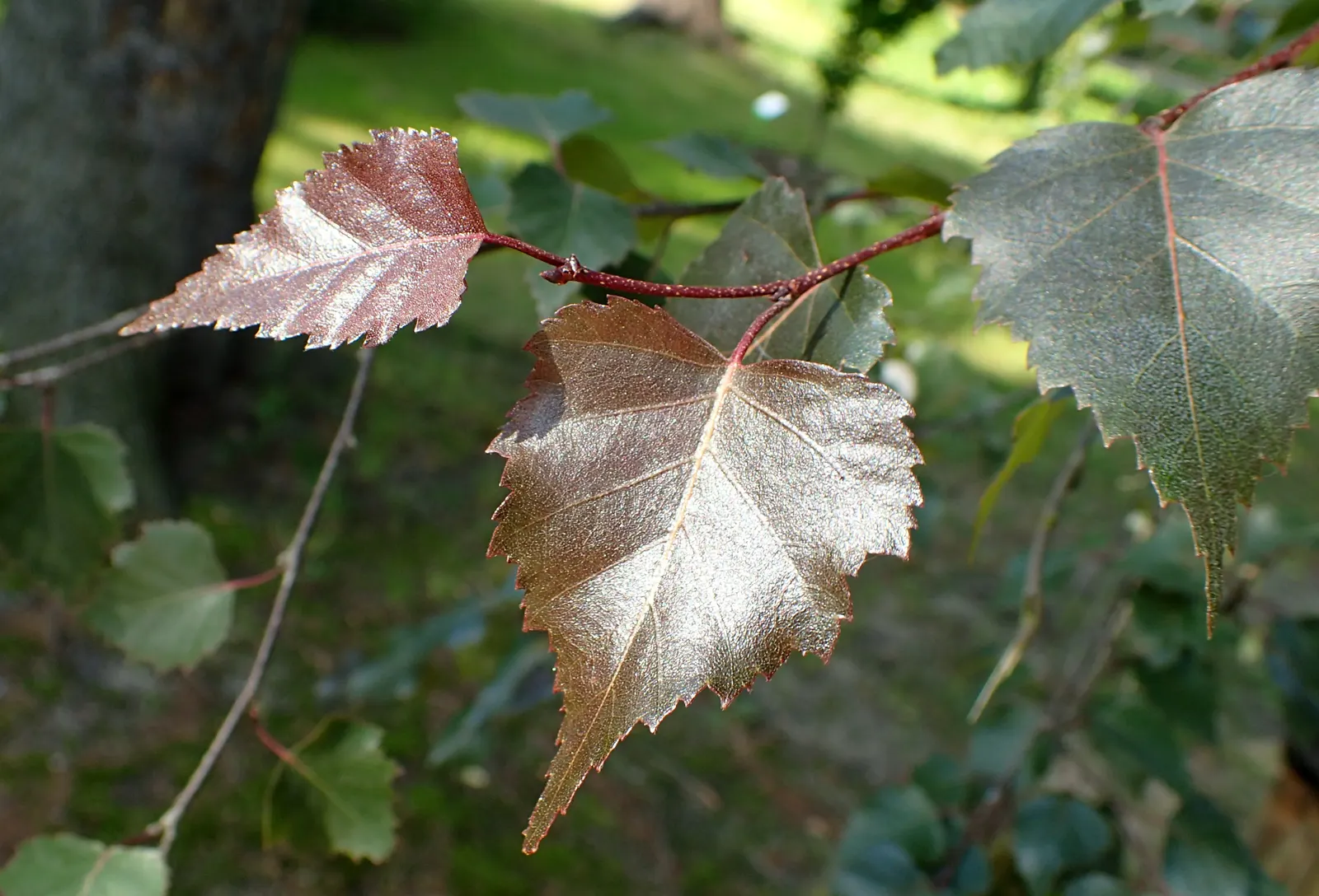Purple-Leaf European Birch (Betula Pendula 'Purpurea') — making it a striking feature in any landscape