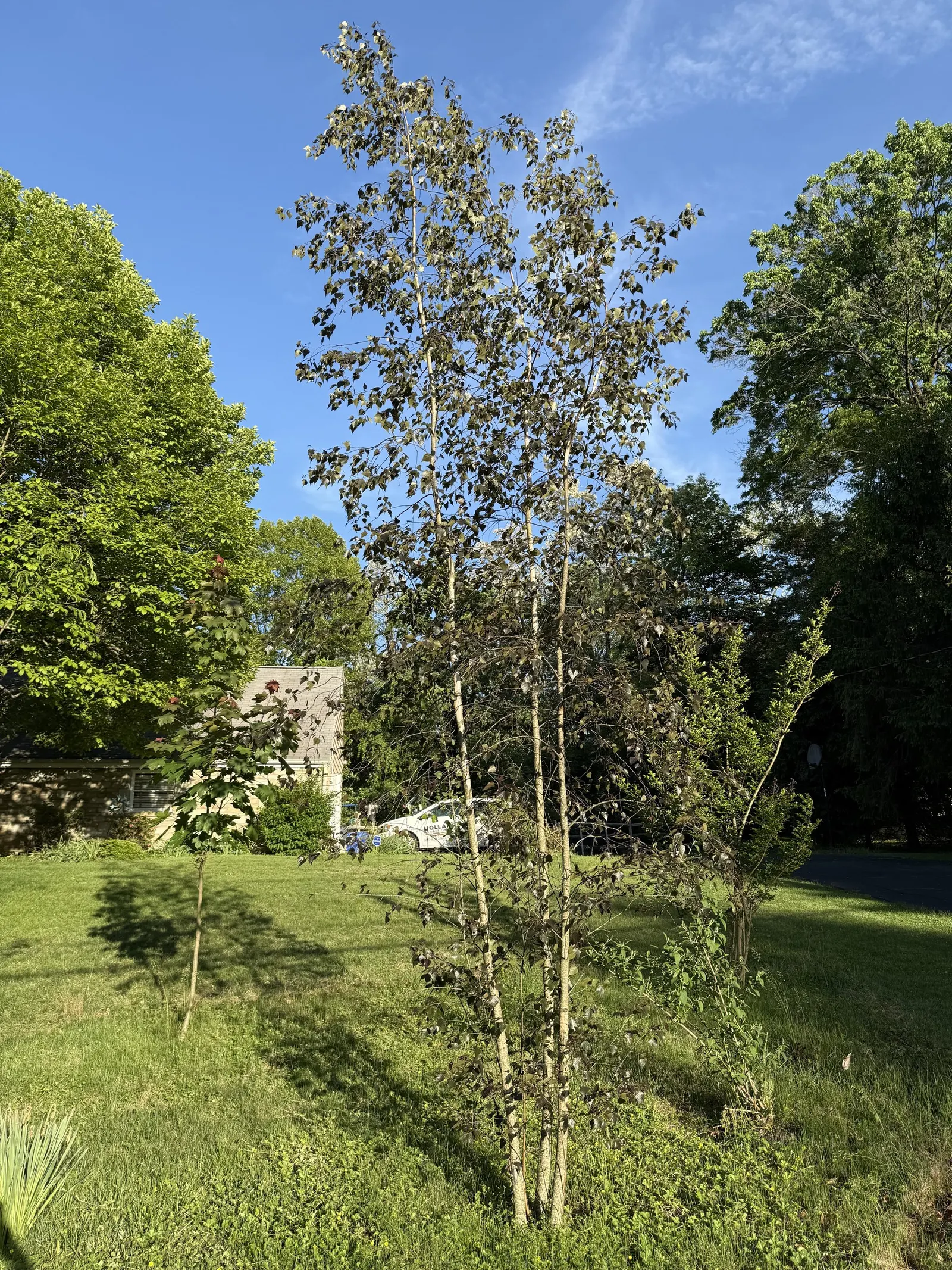 Purple-Leaf European Birch (Betula Pendula 'Purpurea') — showcases eye-catching purplish foliage