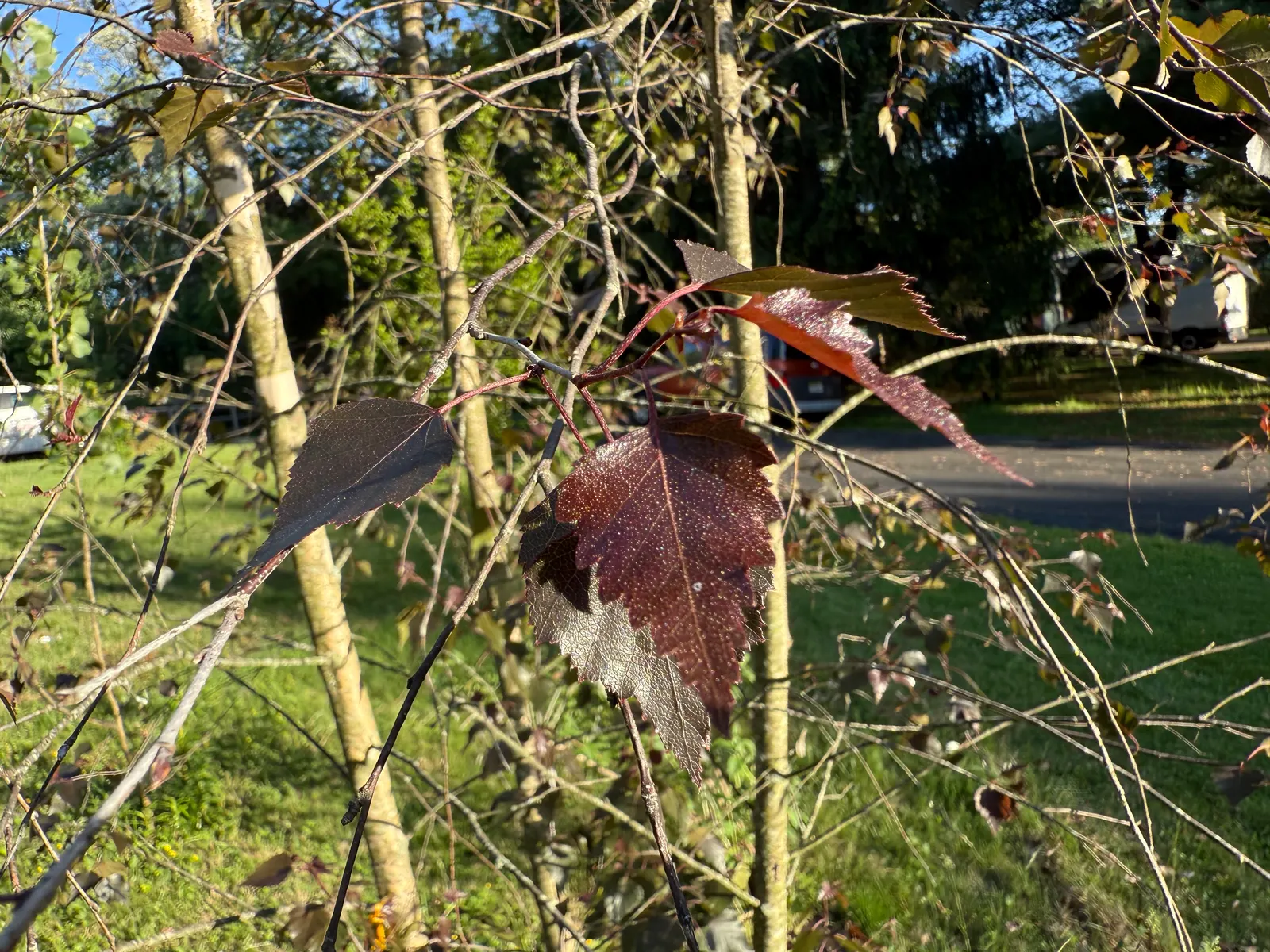 Purple-Leaf European Birch (Betula Pendula 'Purpurea') — It thrives in full sun to part shade and prefers well-drained soils