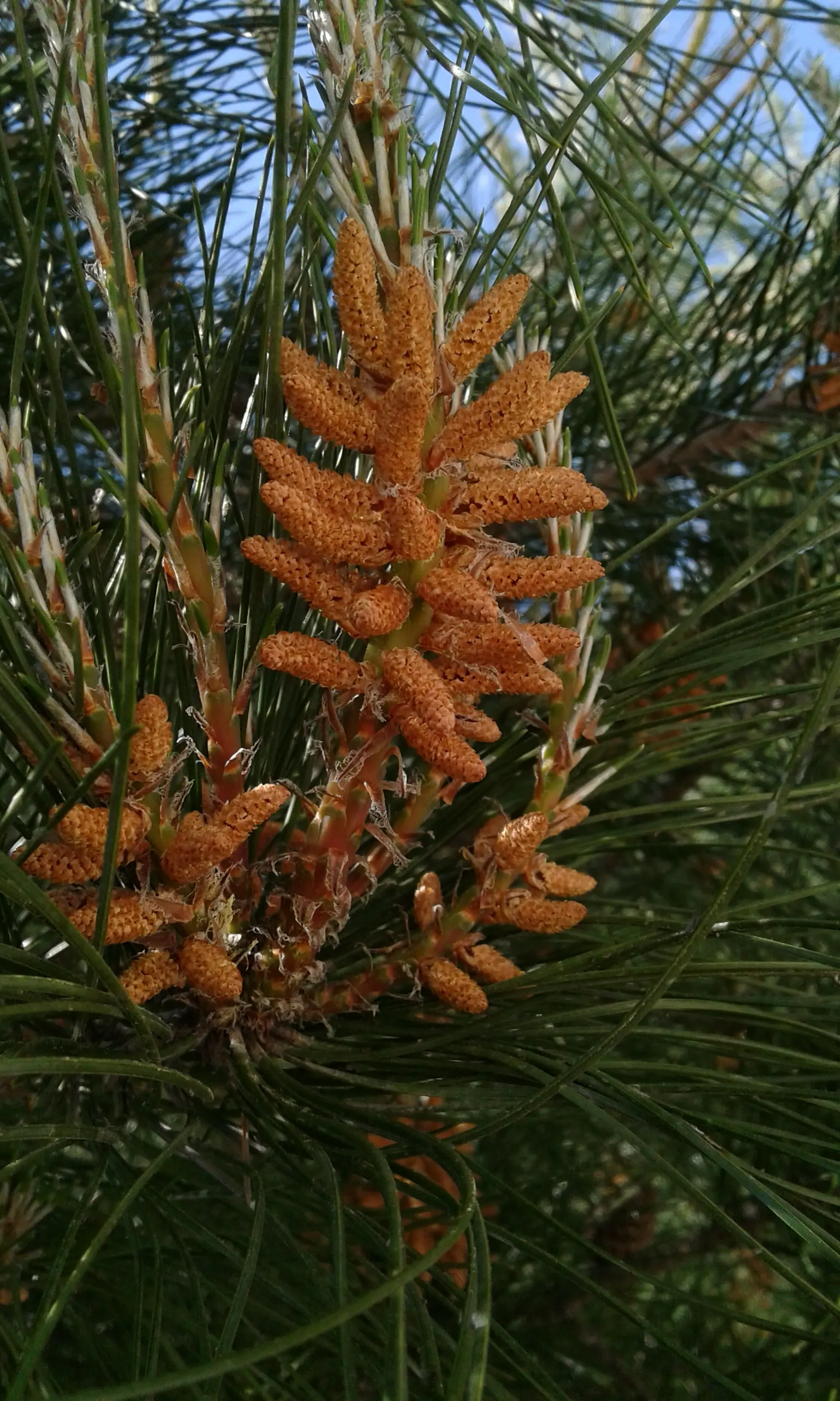 Monterey Pine (Pinus Radiata) — Monterey Pine (Pinus radiata)