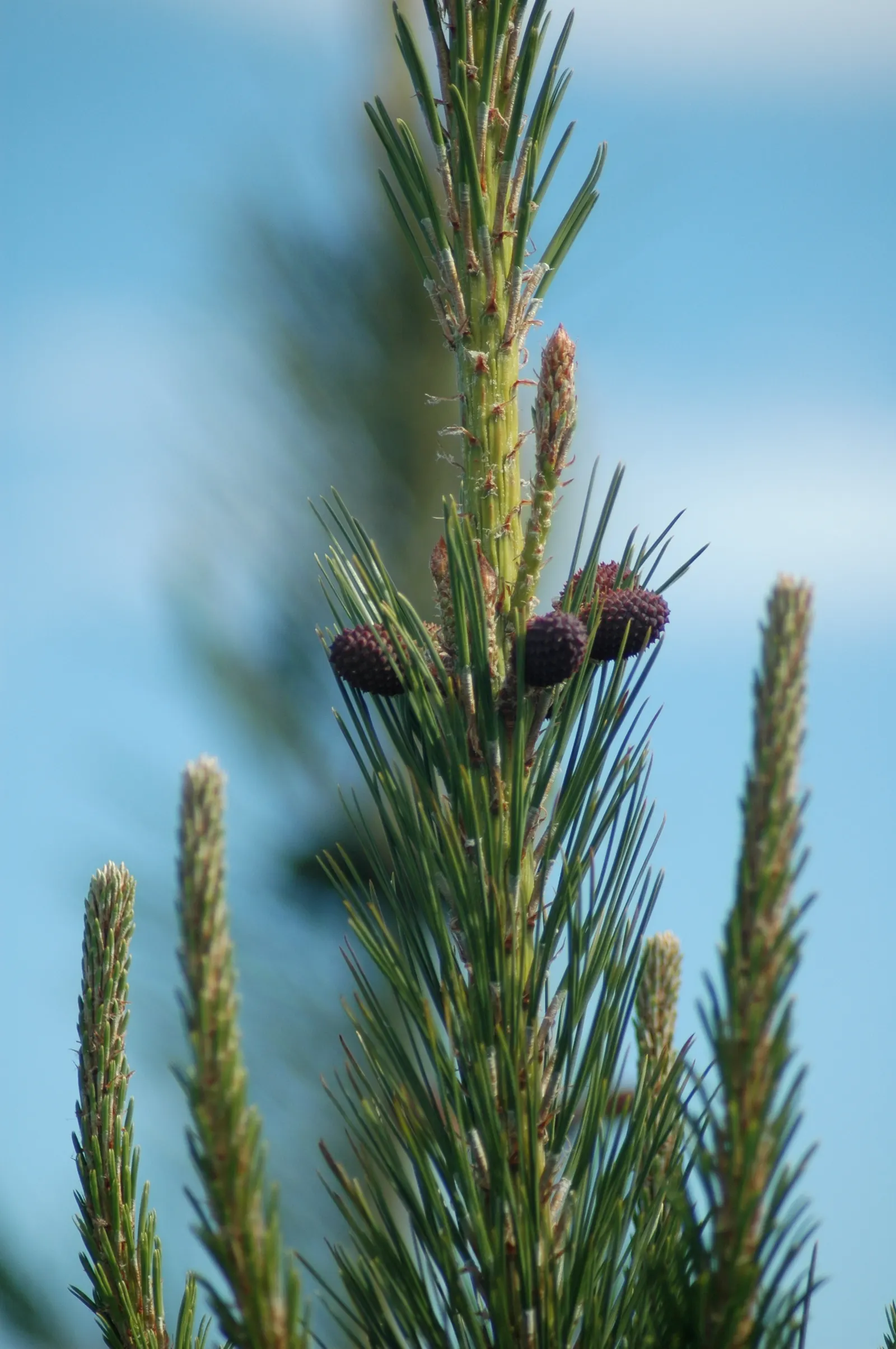 Monterey Pine (Pinus Radiata) — They are susceptible to fungal diseases and pests