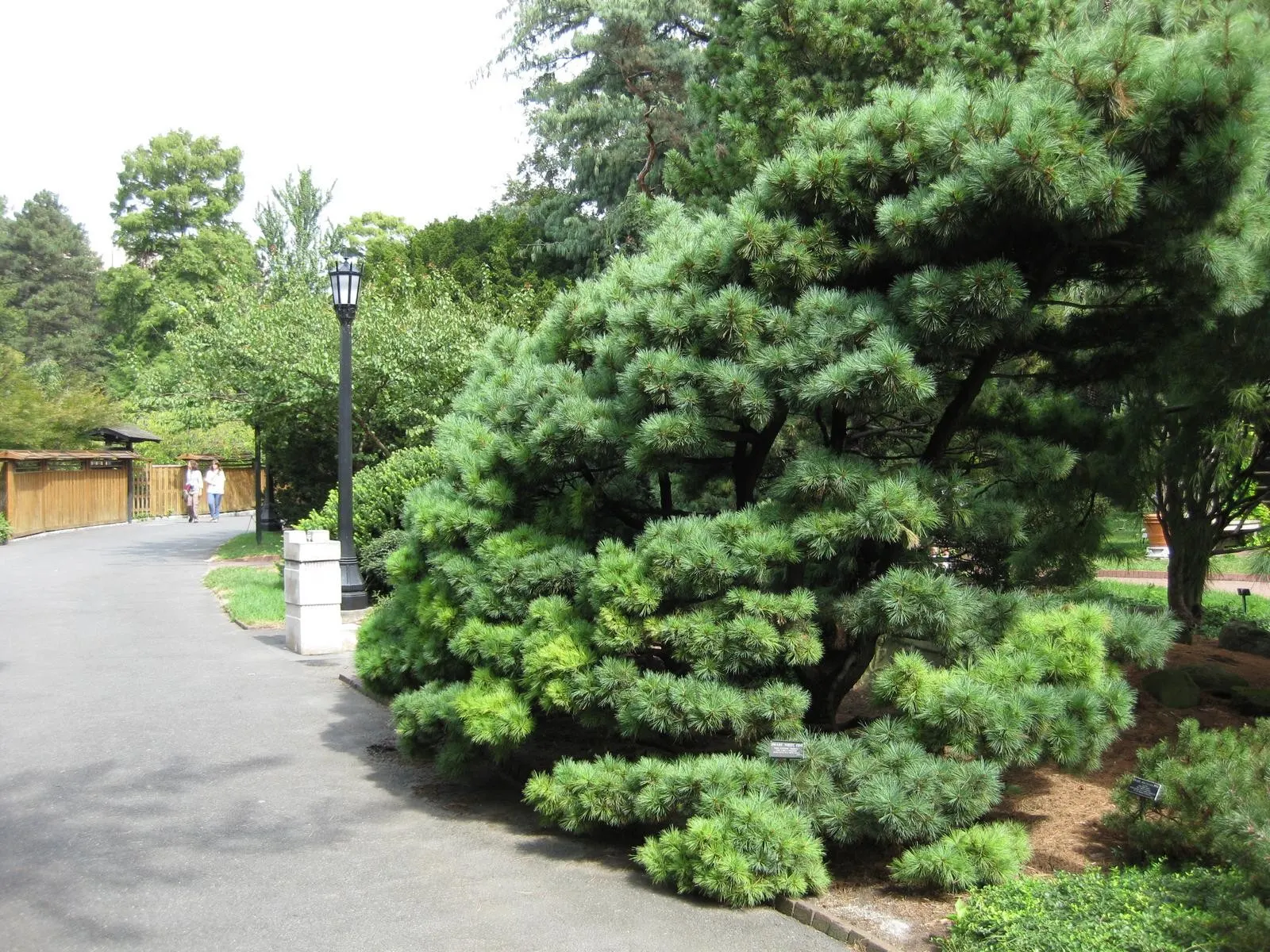 Monterey Pine (Pinus Radiata) — so site selection and proper maintenance are crucial for their longevity