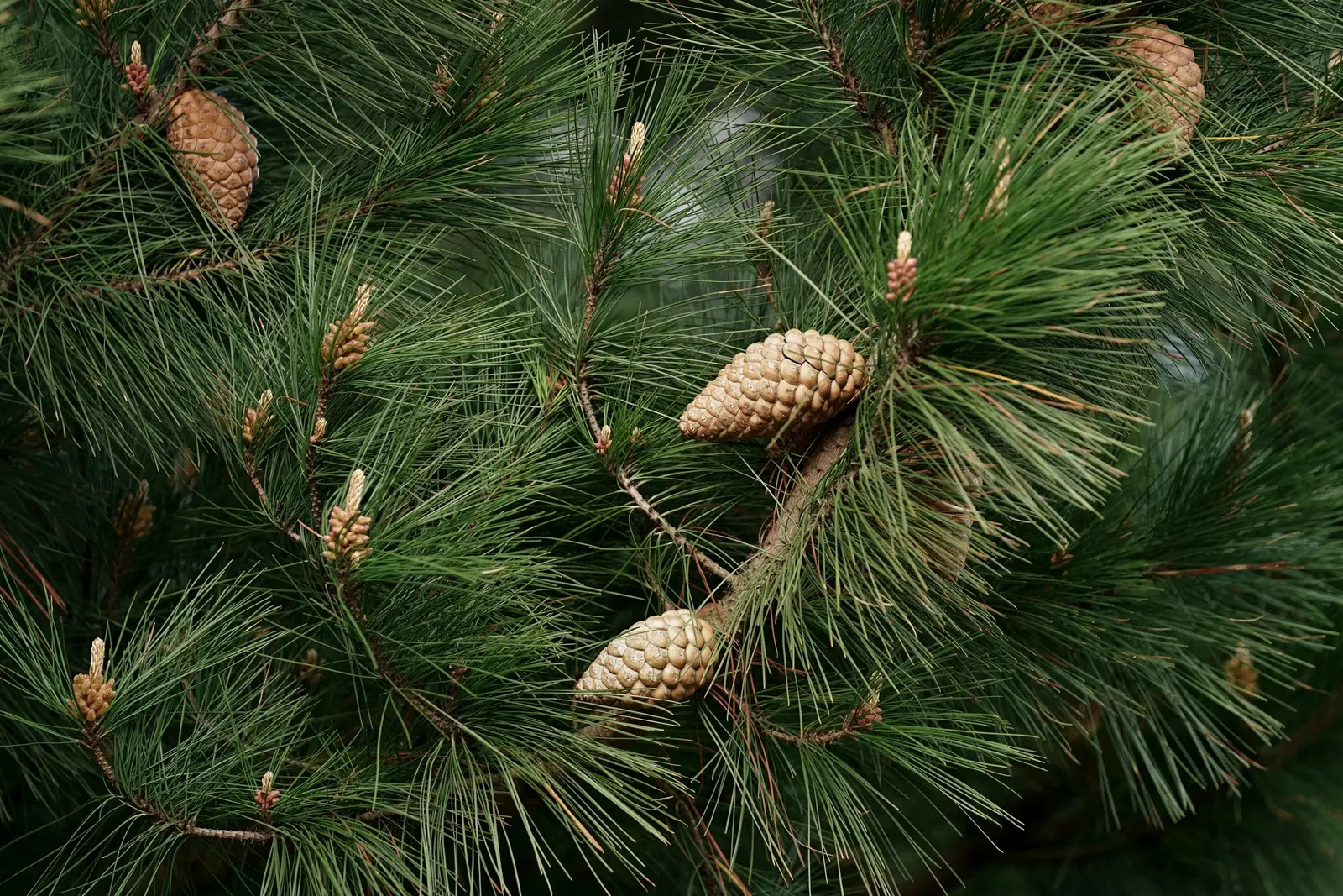 Monterey Pine (Pinus Radiata) — Favored for its adaptability, it thrives in coastal environments with full sun; to open and release seeds