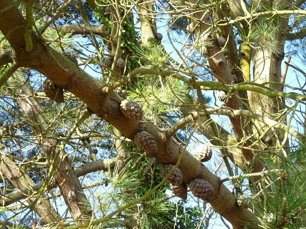 Monterey Pine (Pinus Radiata) — The Monterey Pine (Pinus radiata) is a fast-growing evergreen; it boasts a pyramidal shape when young, becoming more irregular