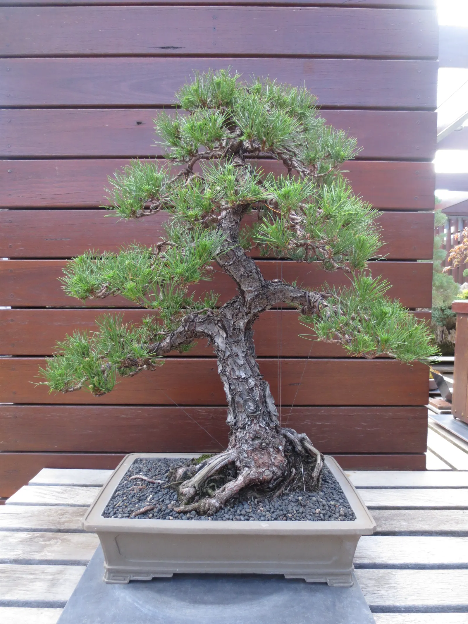 Monterey Pine (Pinus Radiata) — Its dark green needles, 4-6 inches long, grow in clusters of three, and its cones are 3-6 inches in length