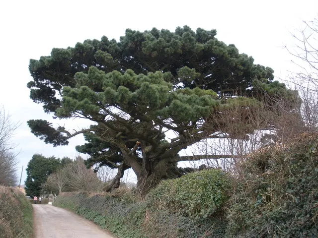Monterey Pine (Pinus Radiata) — consider their potential size and habit to avoid future issues with spacing or overcrowding