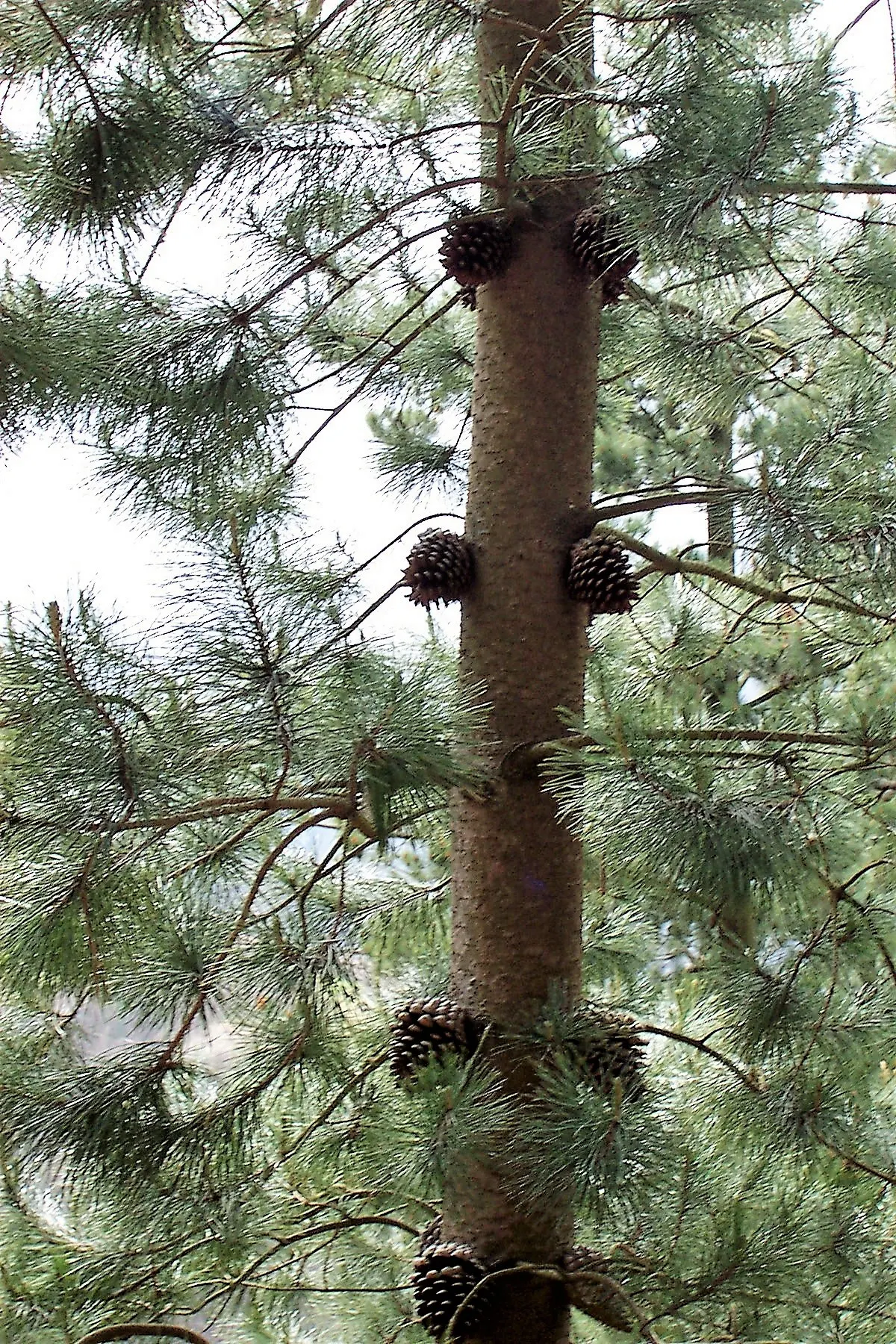 Monterey Pine (Pinus Radiata) — Favored for its adaptability, it thrives in coastal environments with full sun