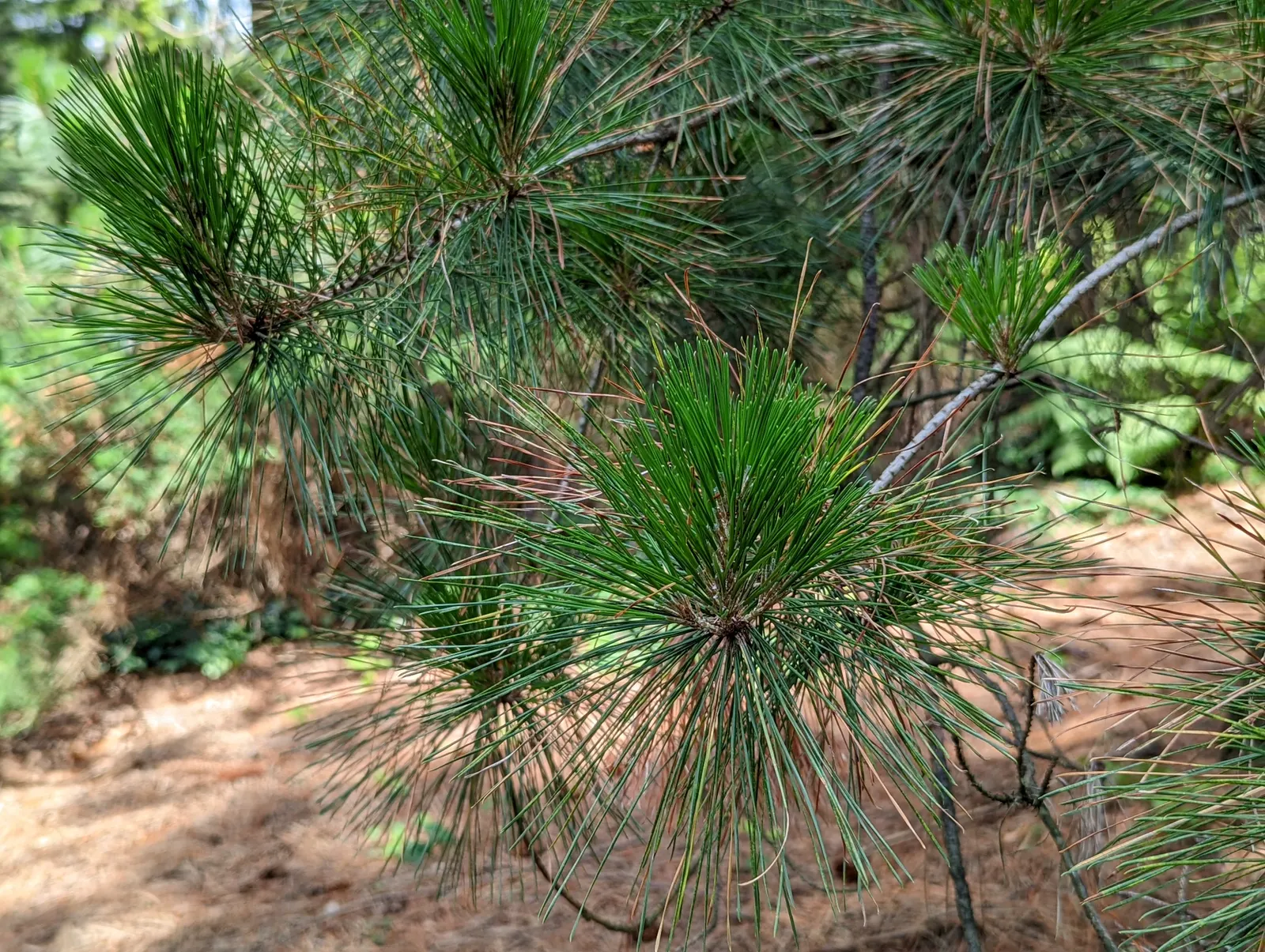 Monterey Pine (Pinus Radiata) — Its dark green needles, 4-6 inches long, grow in clusters of three, and its cones are 3-6 inches in length; ideal for