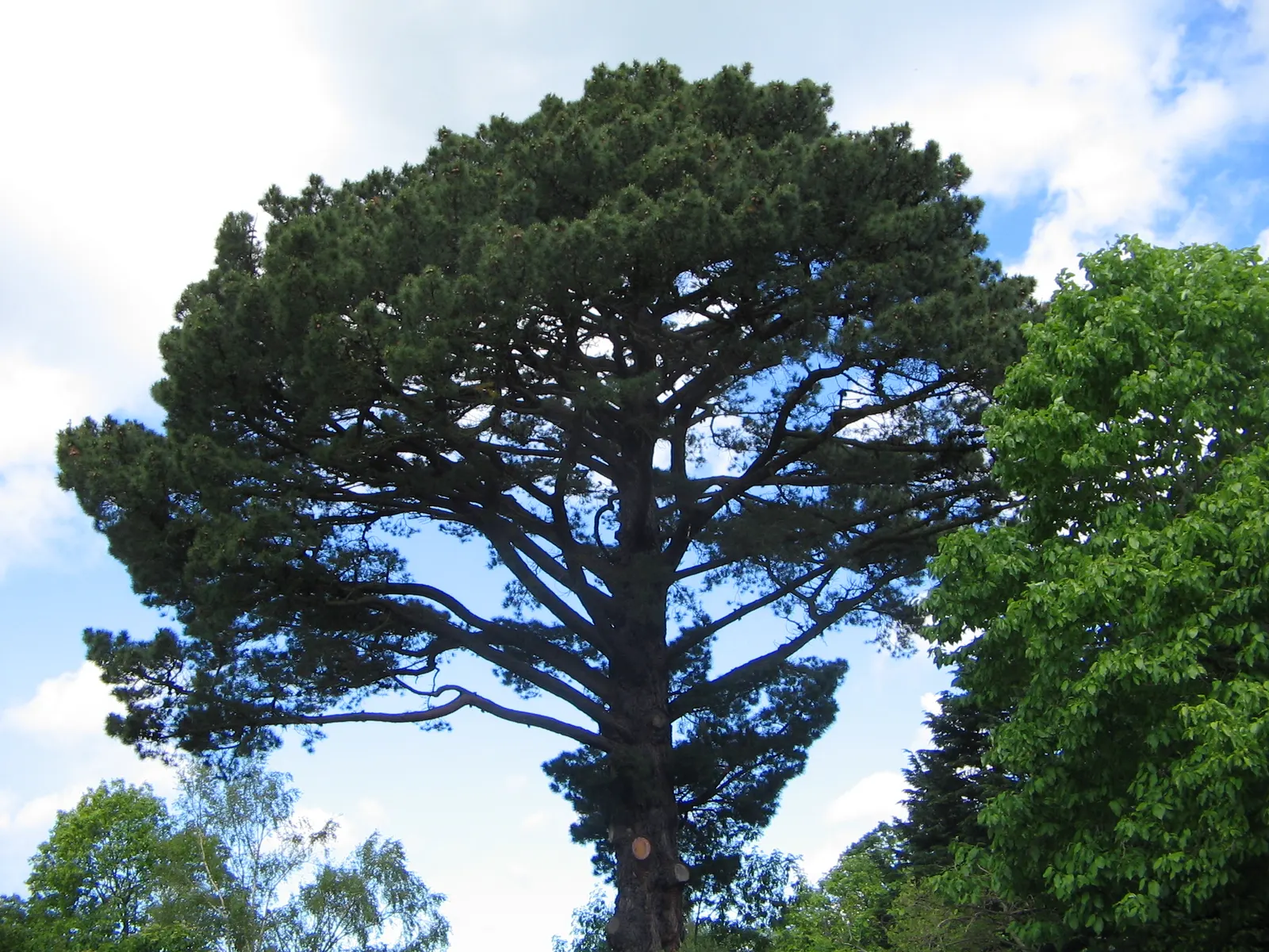 Monterey Pine (Pinus Radiata) — It boasts a pyramidal shape when young, becoming more irregular with age; consider their potential size and habit to avoid