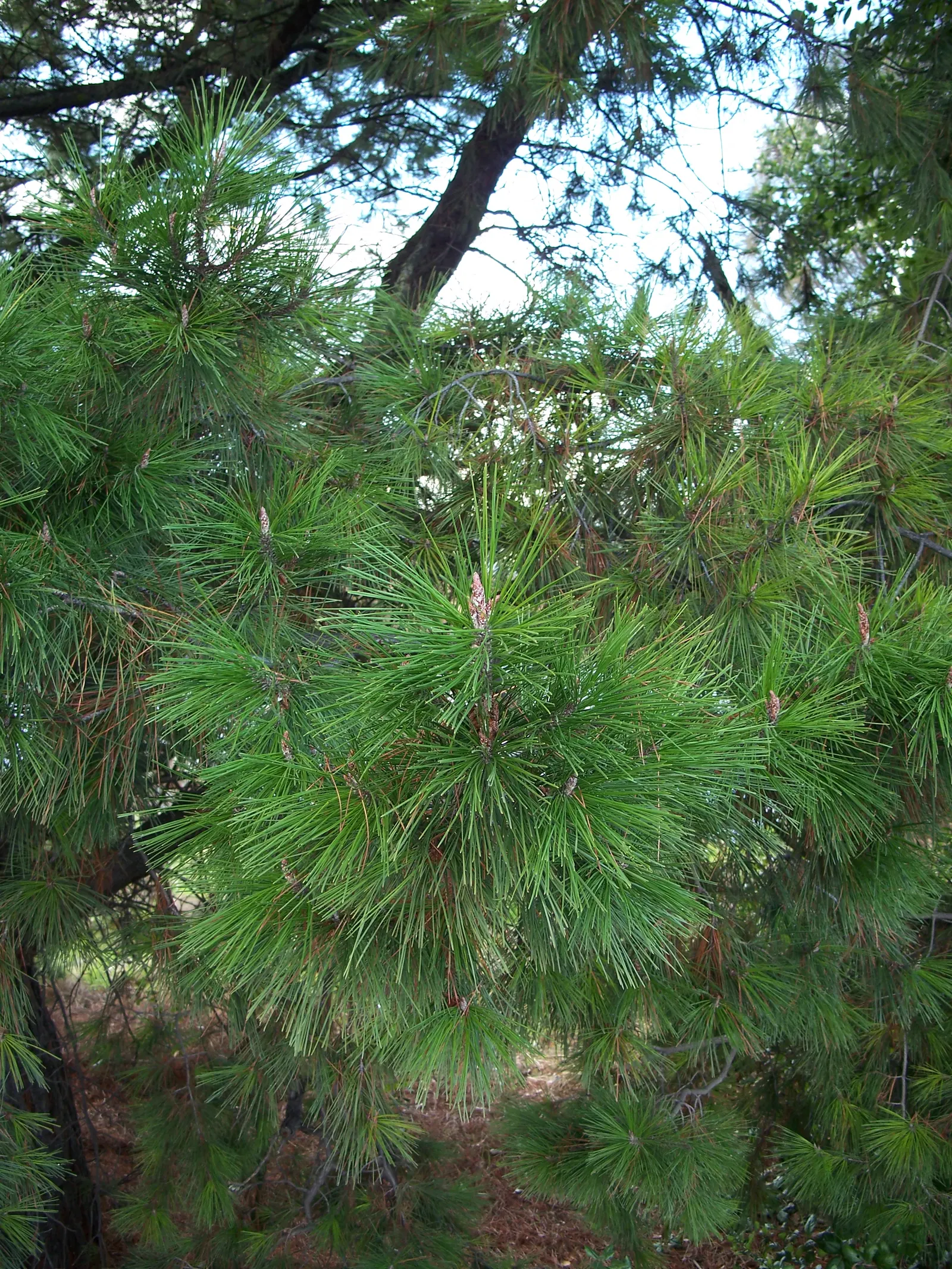 Monterey Pine (Pinus Radiata) — The Monterey Pine (Pinus radiata) is a fast-growing evergreen