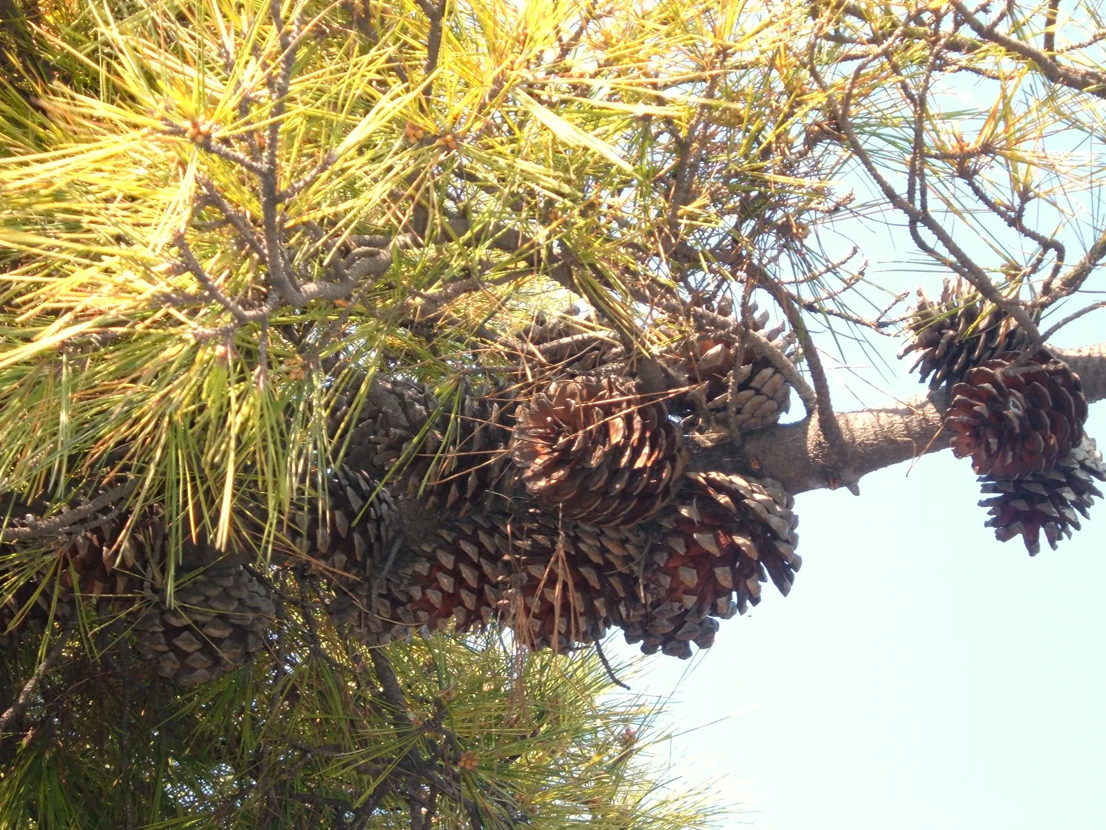 Monterey Pine (Pinus Radiata) — reaching up to 100 feet in height with a spread of about 20-30 feet