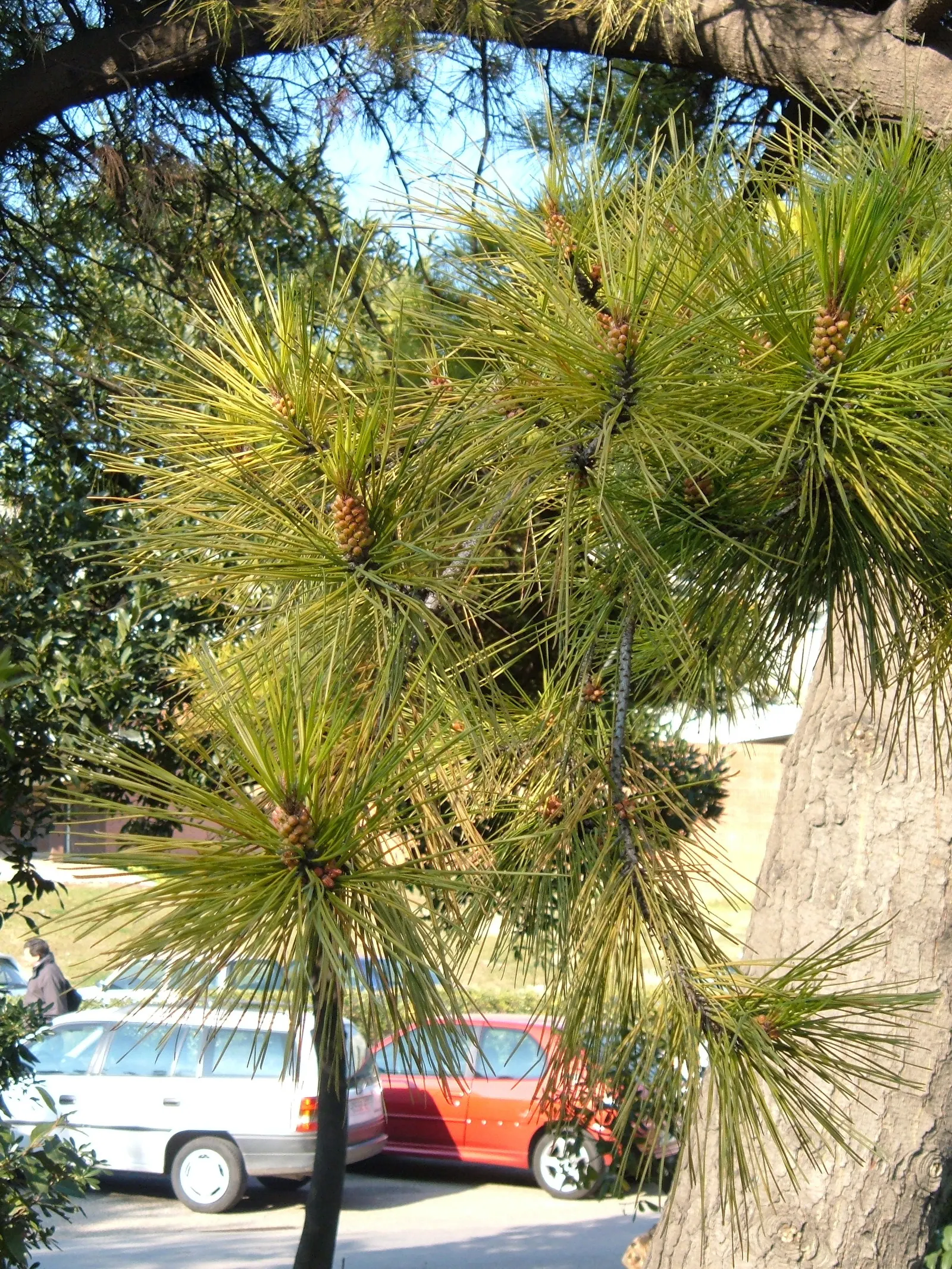 Monterey Pine (Pinus Radiata) — an evergreen conifer native to the coastal regions of California; the Monterey Pine (Pinus radiata) is a fast-growing evergreen
