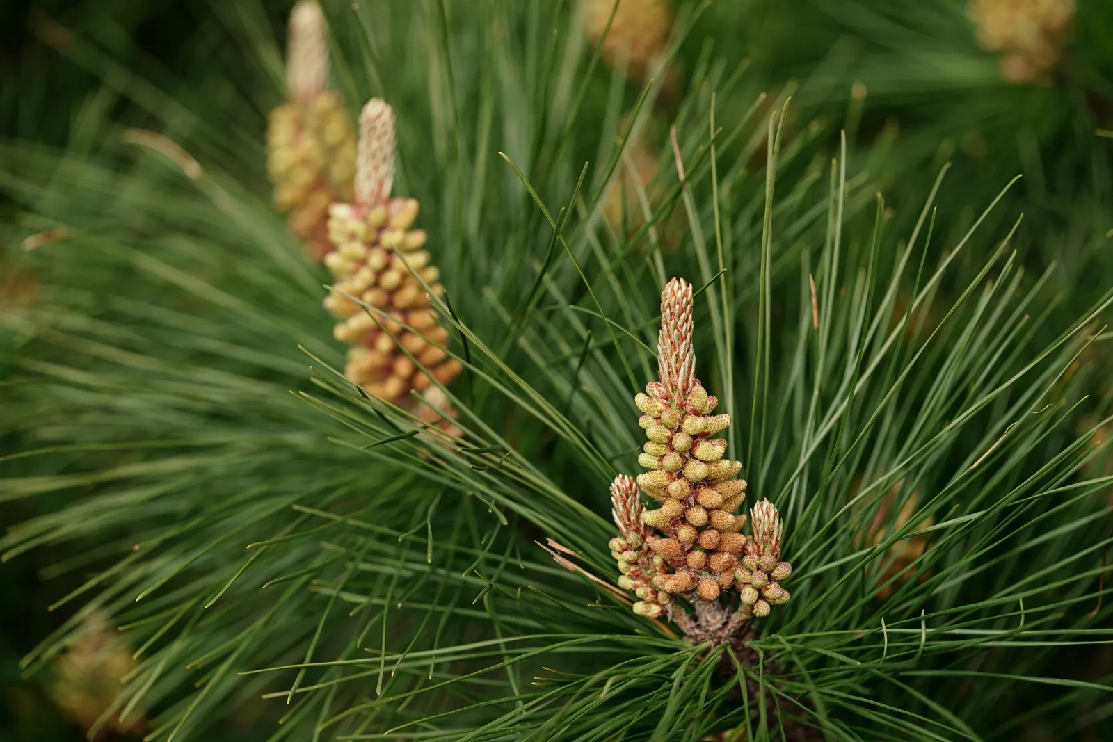 Monterey Pine (Pinus Radiata) — conifer / tree for full