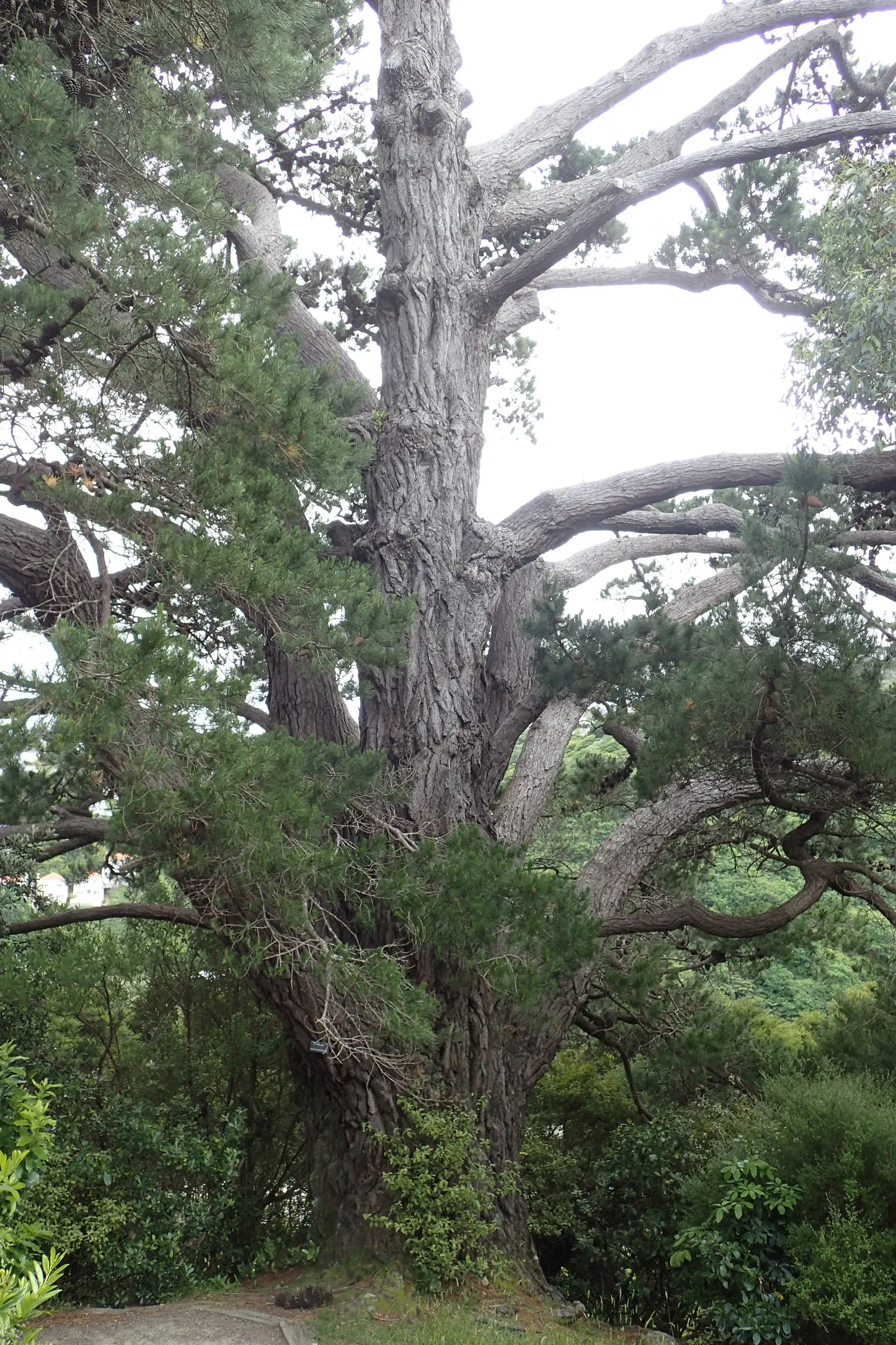 Monterey Pine (Pinus Radiata) — It boasts a pyramidal shape when young, becoming more irregular with age