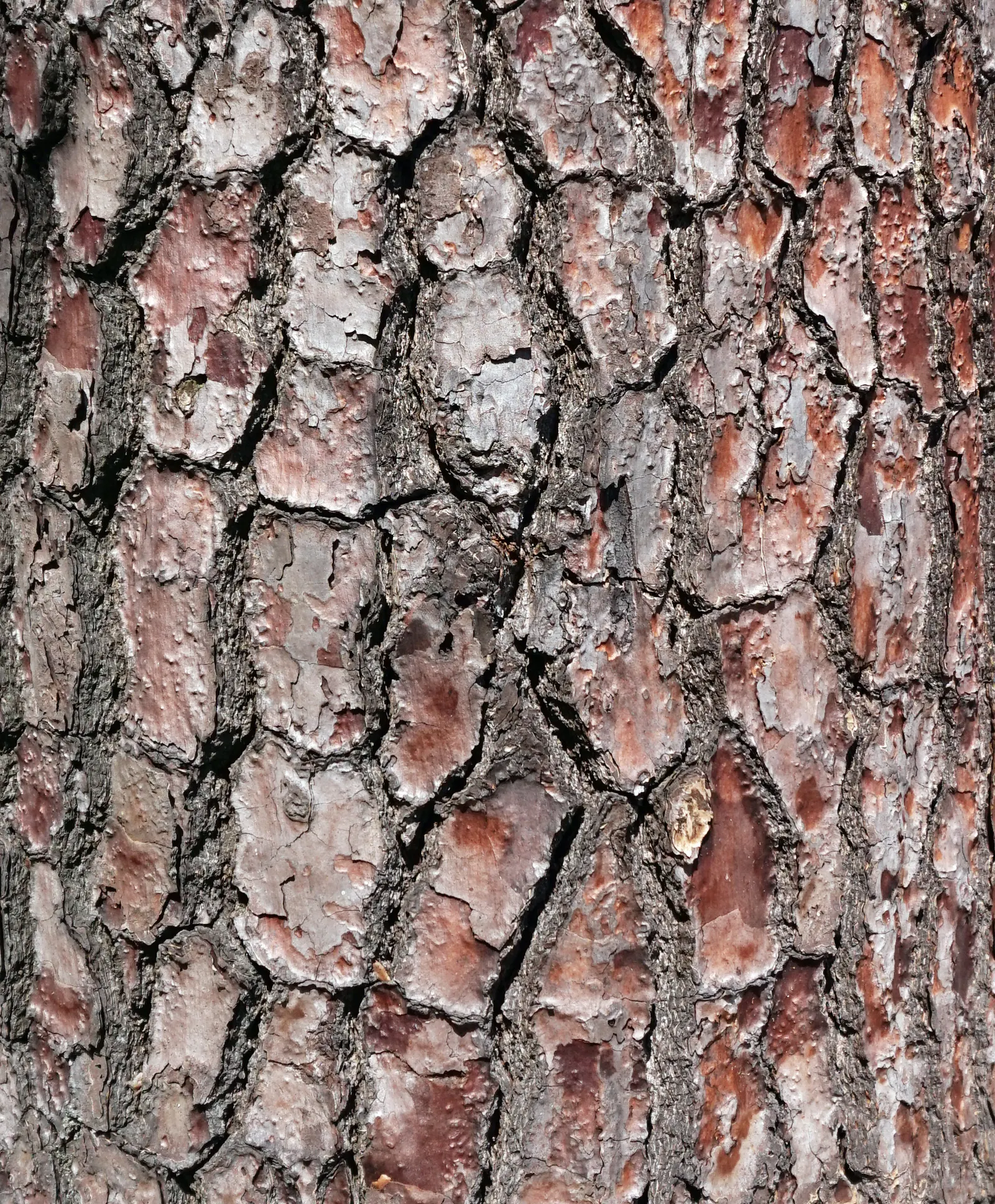 Monterey Pine (Pinus Radiata) — Monterey Pine (Pinus radiata); they are an excellent choice for windbreaks and screening