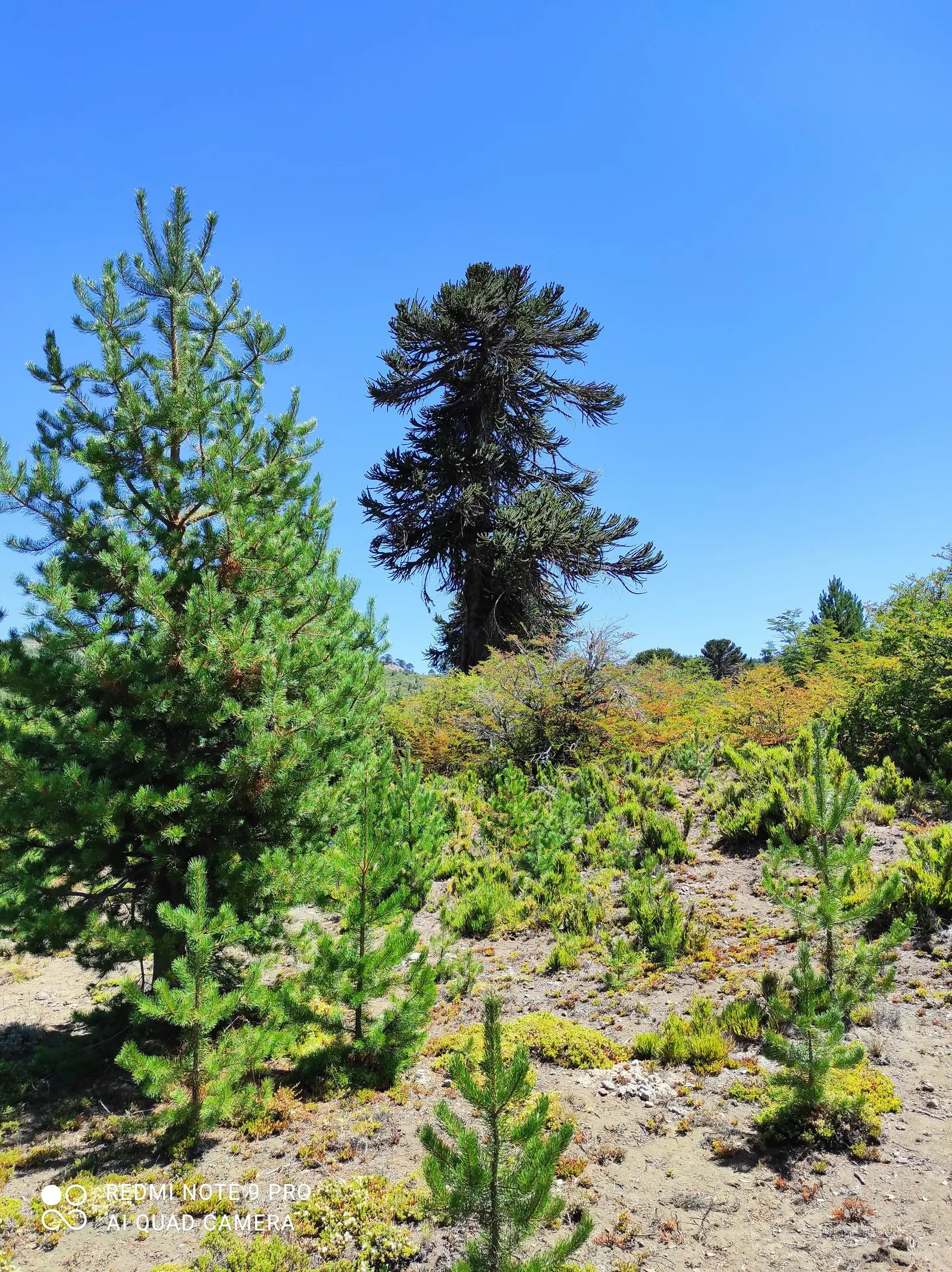 Monterey Pine (Pinus Radiata) — reaching up to 100 feet in height with a spread of about 20-30 feet; the Monterey Pine's needles are dark green