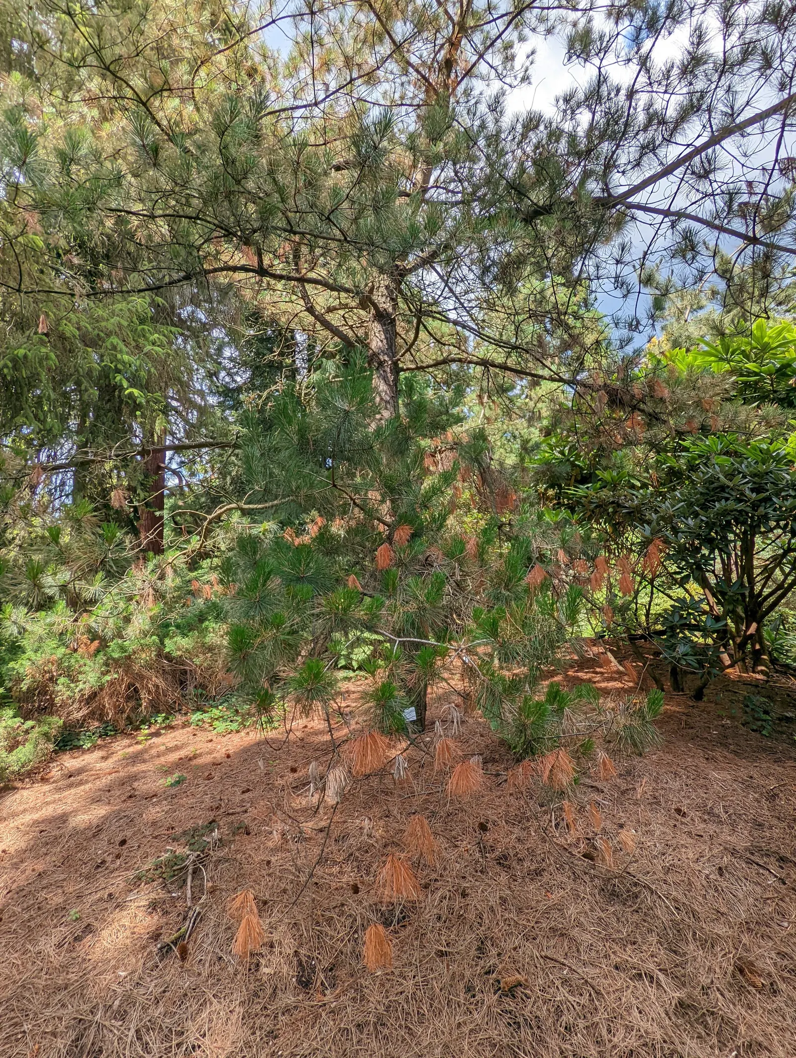 Monterey Pine (Pinus Radiata) — Ideal for windbreaks and large scale landscapes; and are typically 4 to 6 inches long