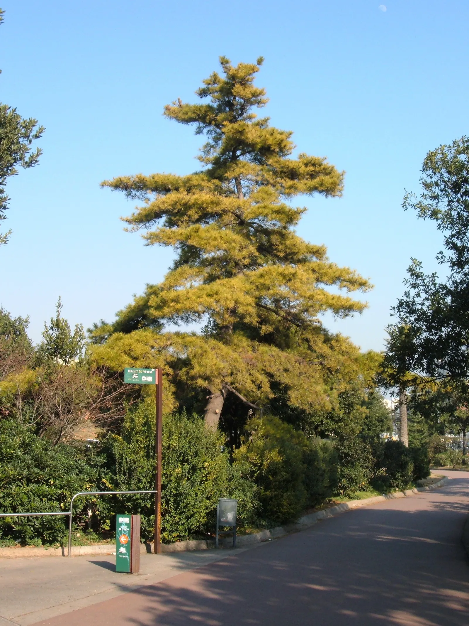 Monterey Pine (Pinus Radiata) — Ideal for windbreaks and large scale landscapes