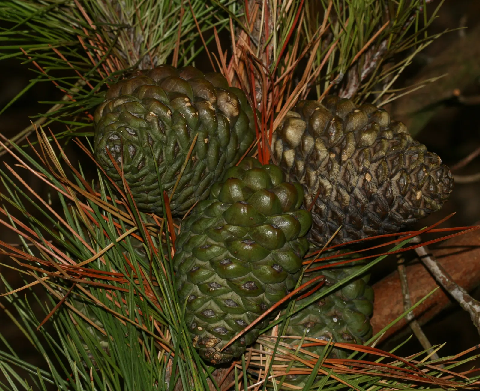 Monterey Pine (Pinus Radiata) — is a fast-growing pine that will be an imposing presence in your landscape design