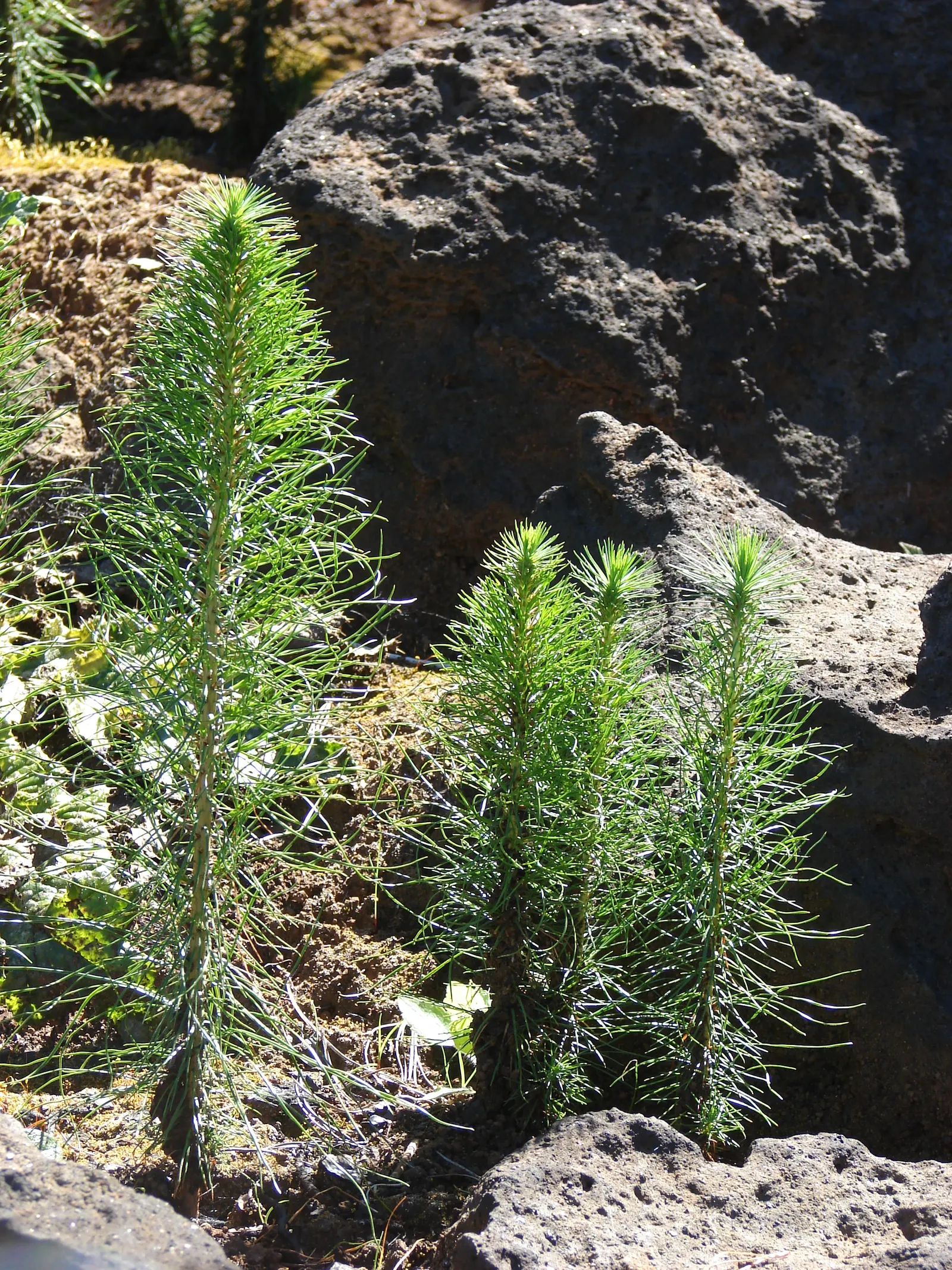 Monterey Pine (Pinus Radiata) — Its bark is deeply furrowed and dark brown to black