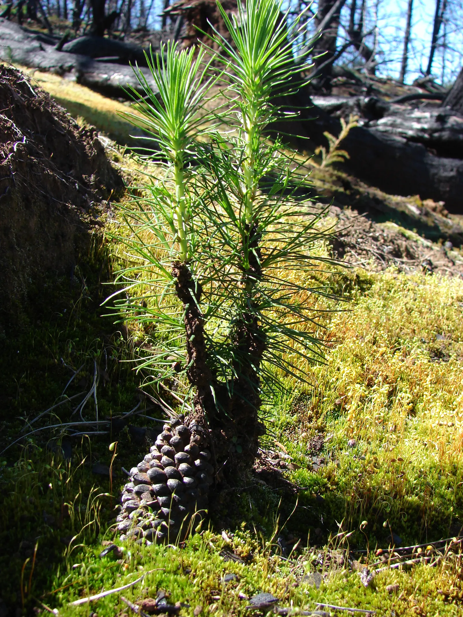 Monterey Pine (Pinus Radiata) — although they thrive in acidic