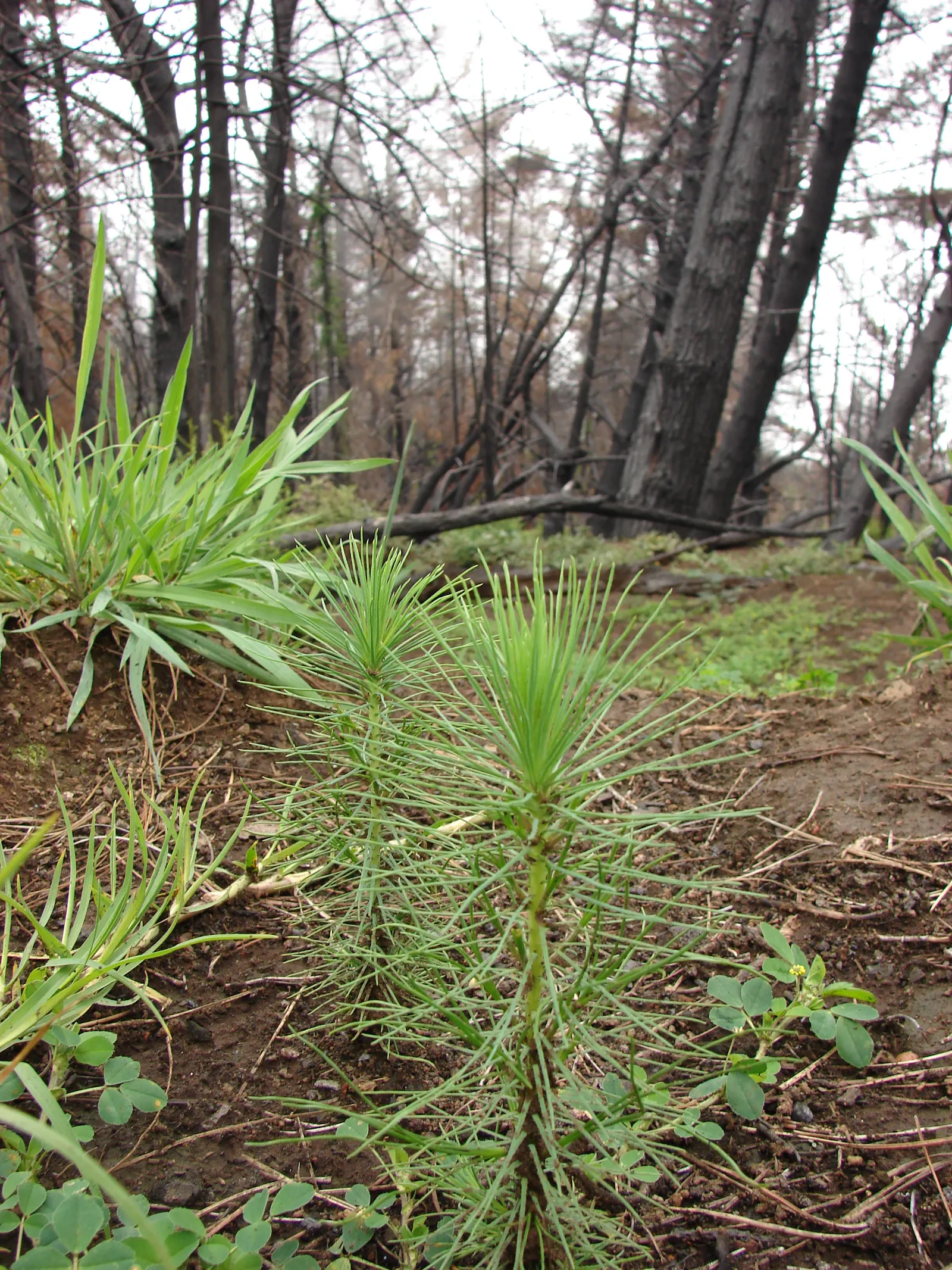 Monterey Pine (Pinus Radiata) — the Monterey Pine's needles are dark green