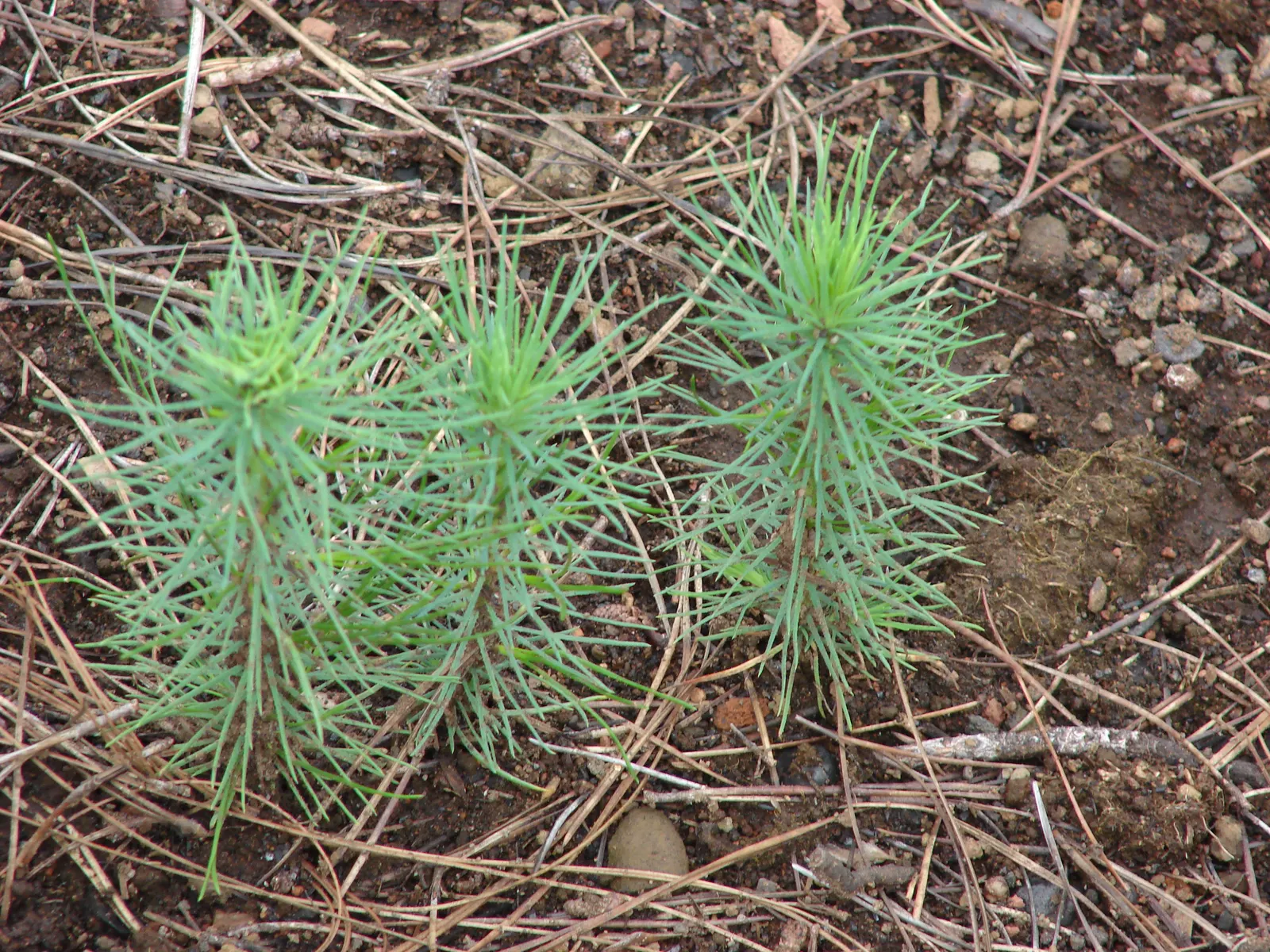 Monterey Pine (Pinus Radiata) — and are typically 4 to 6 inches long