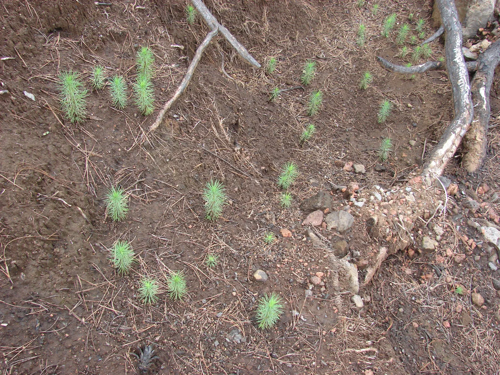 Monterey Pine (Pinus Radiata) — measuring between 3 to 6 inches in length