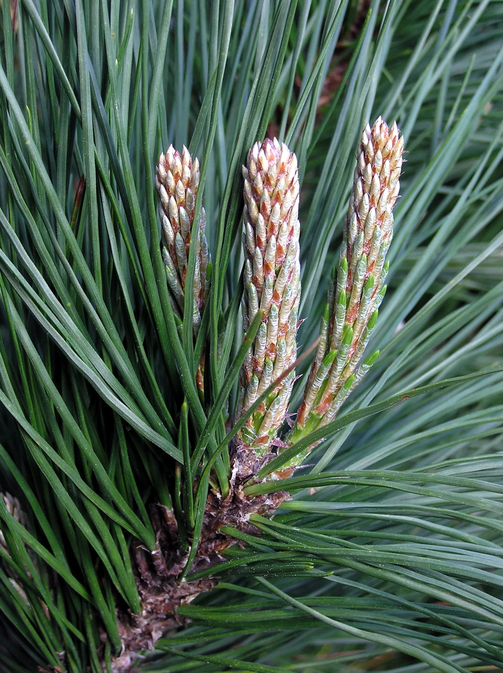 Monterey Pine (Pinus Radiata) — They are an excellent choice for windbreaks and screening