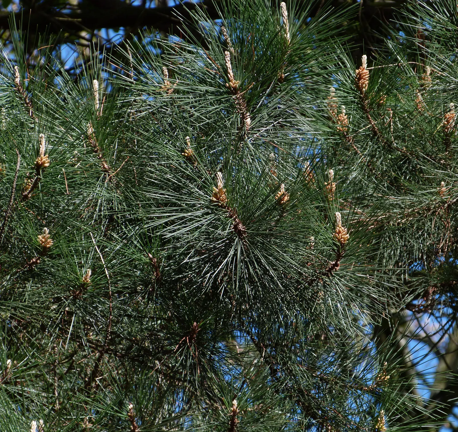 Monterey Pine (Pinus Radiata) — Its mature form reaches upwards of 65 to 100 feet in height with a spread of 20 to 40 feet