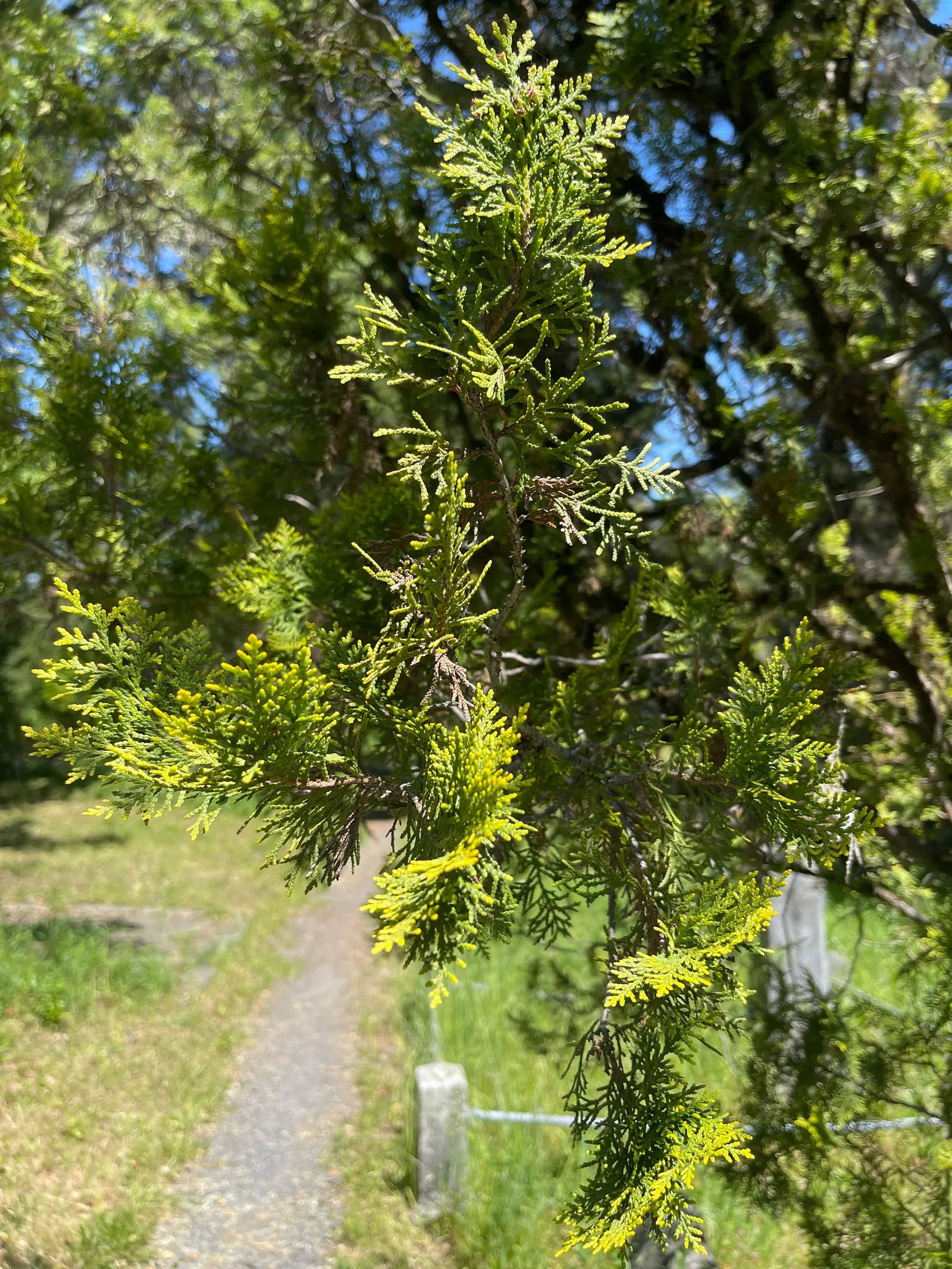 Monterey Pine (Pinus Radiata) — growing in clusters of three
