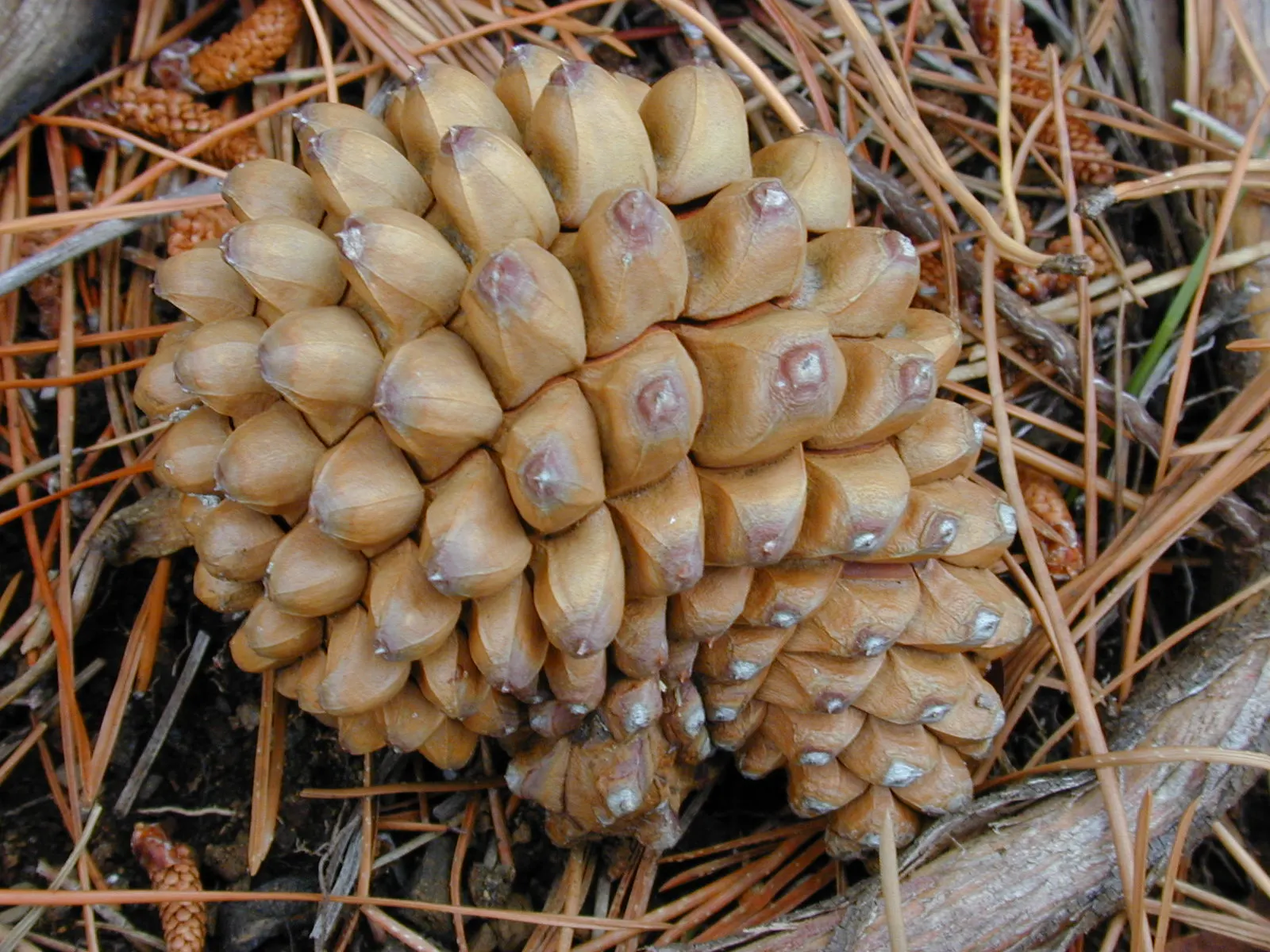 Monterey Pine (Pinus Radiata) — an evergreen conifer native to the coastal regions of California