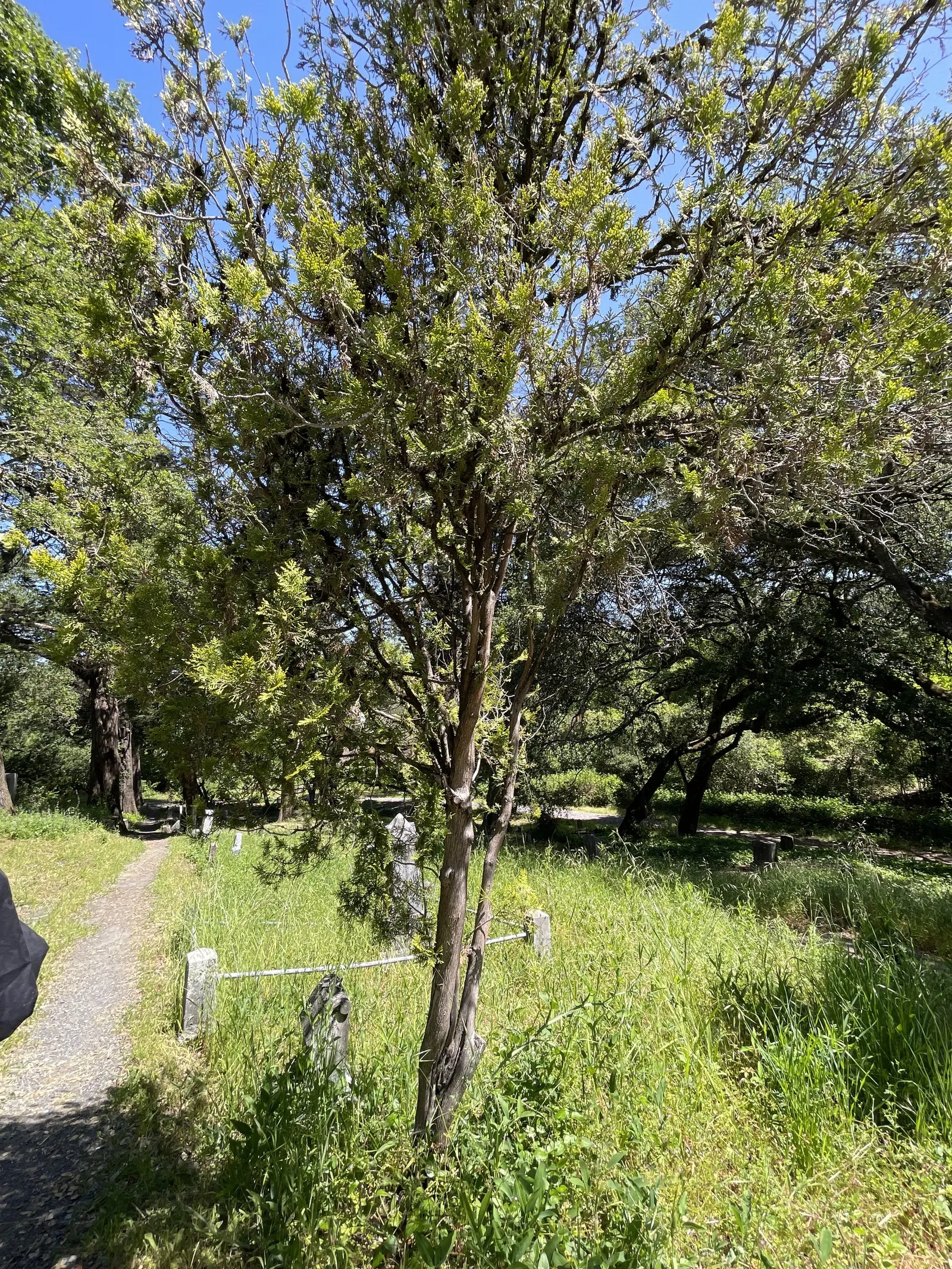 Monterey Pine (Pinus Radiata) — adding textural interest throughout the year.<br><br>The pine cones are also a striking feature