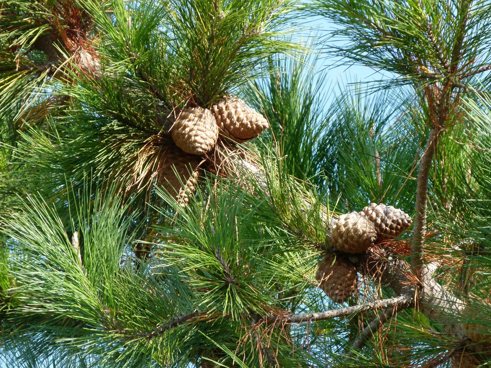 Monterey Pine (Pinus Radiata) — such as from a forest fire