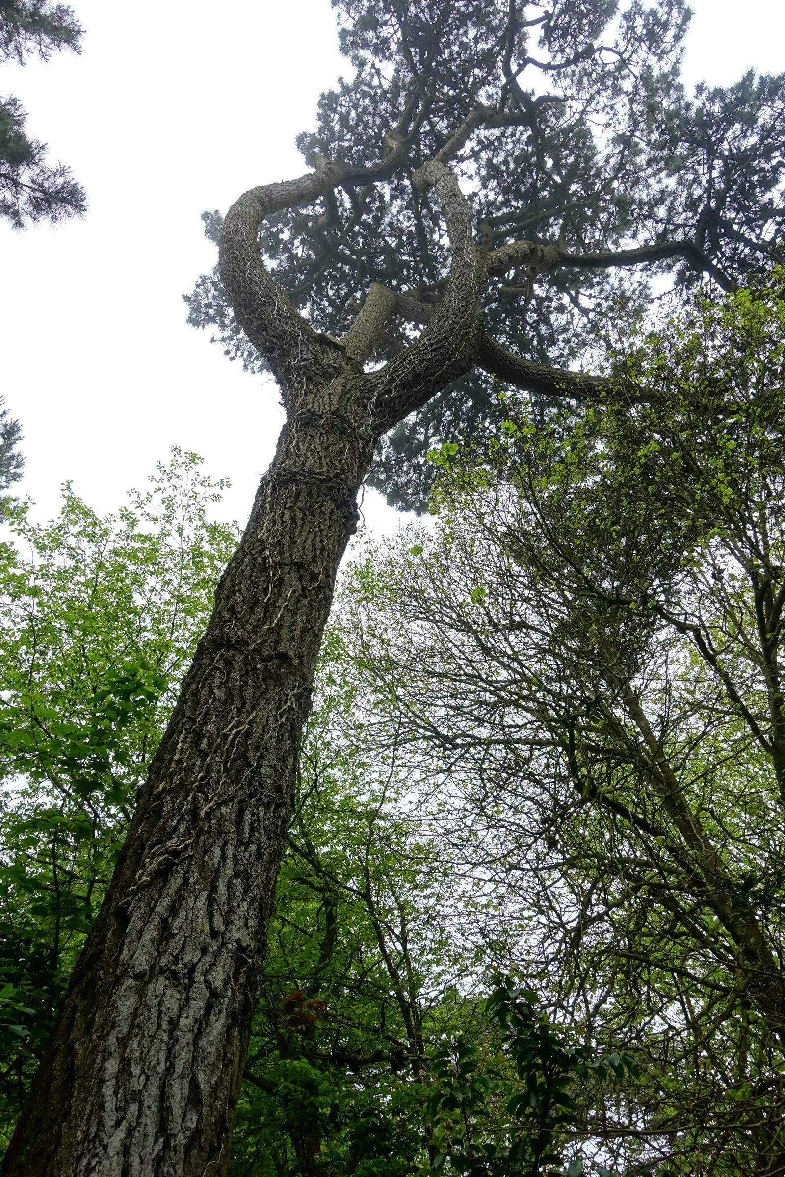 Monterey Pine (Pinus Radiata) — to open and release seeds
