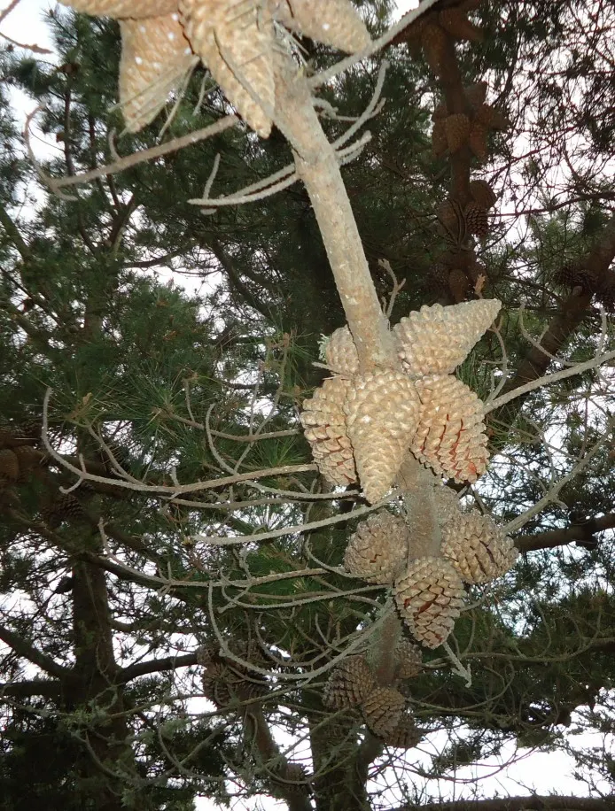 Monterey Pine (Pinus Radiata) — the Monterey Pine does require some care