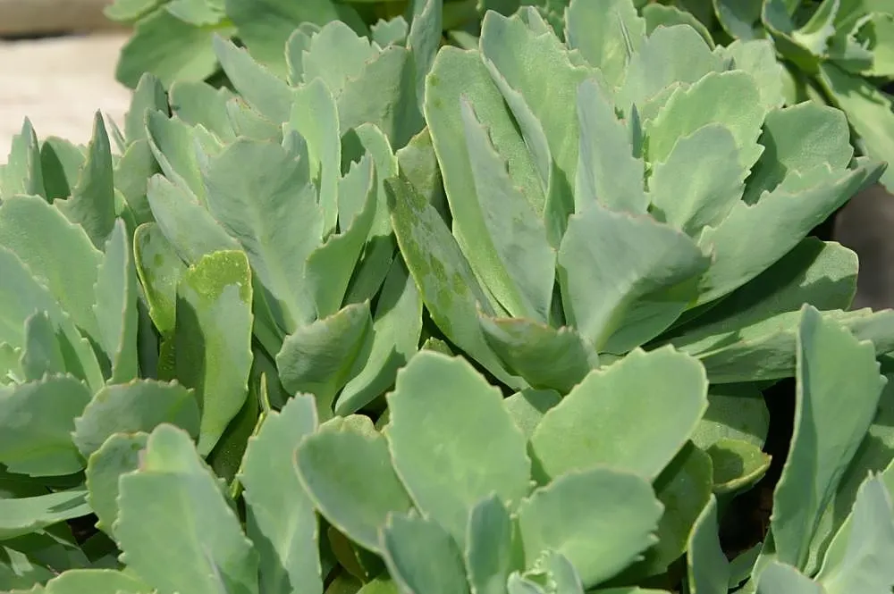 Carl Stonecrop (Sedum 'Carl') — This Beach Party Stonecrop variety reaches a height of up to 18 inches and spans approximately 24 inches wide
