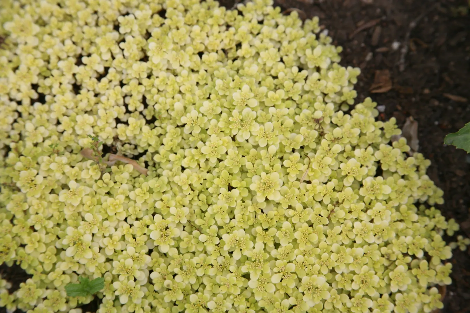 Carl Stonecrop (Sedum 'Carl') — Sedum 'Carl' is a vibrant perennial known for its hardiness and ease of care